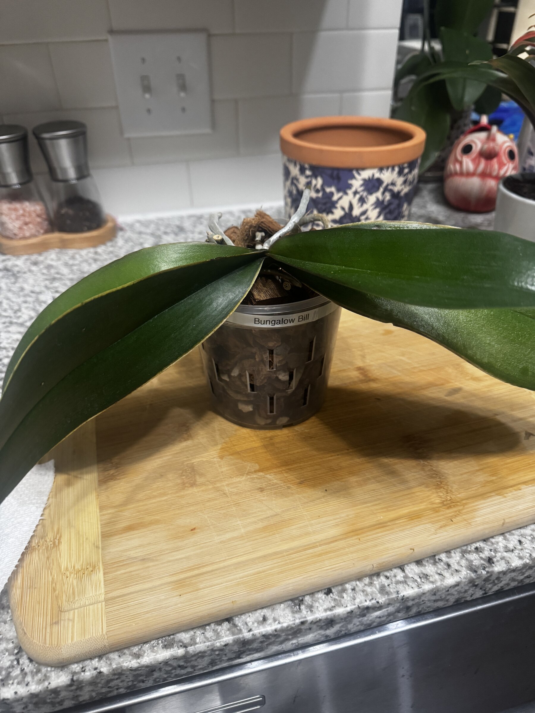 Bungalow Bill orchid