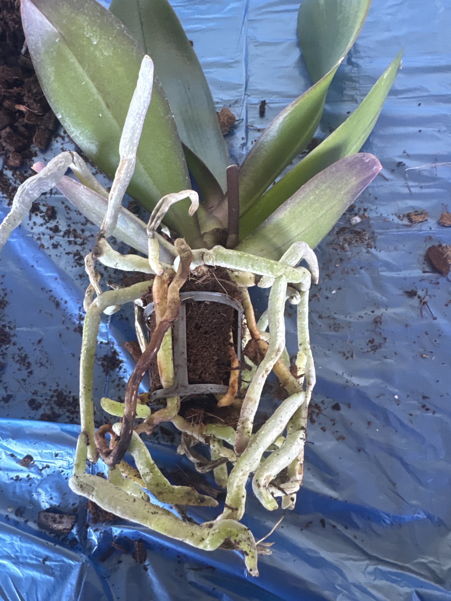 Bungalow Bill — 2026-04-04 — Repotting