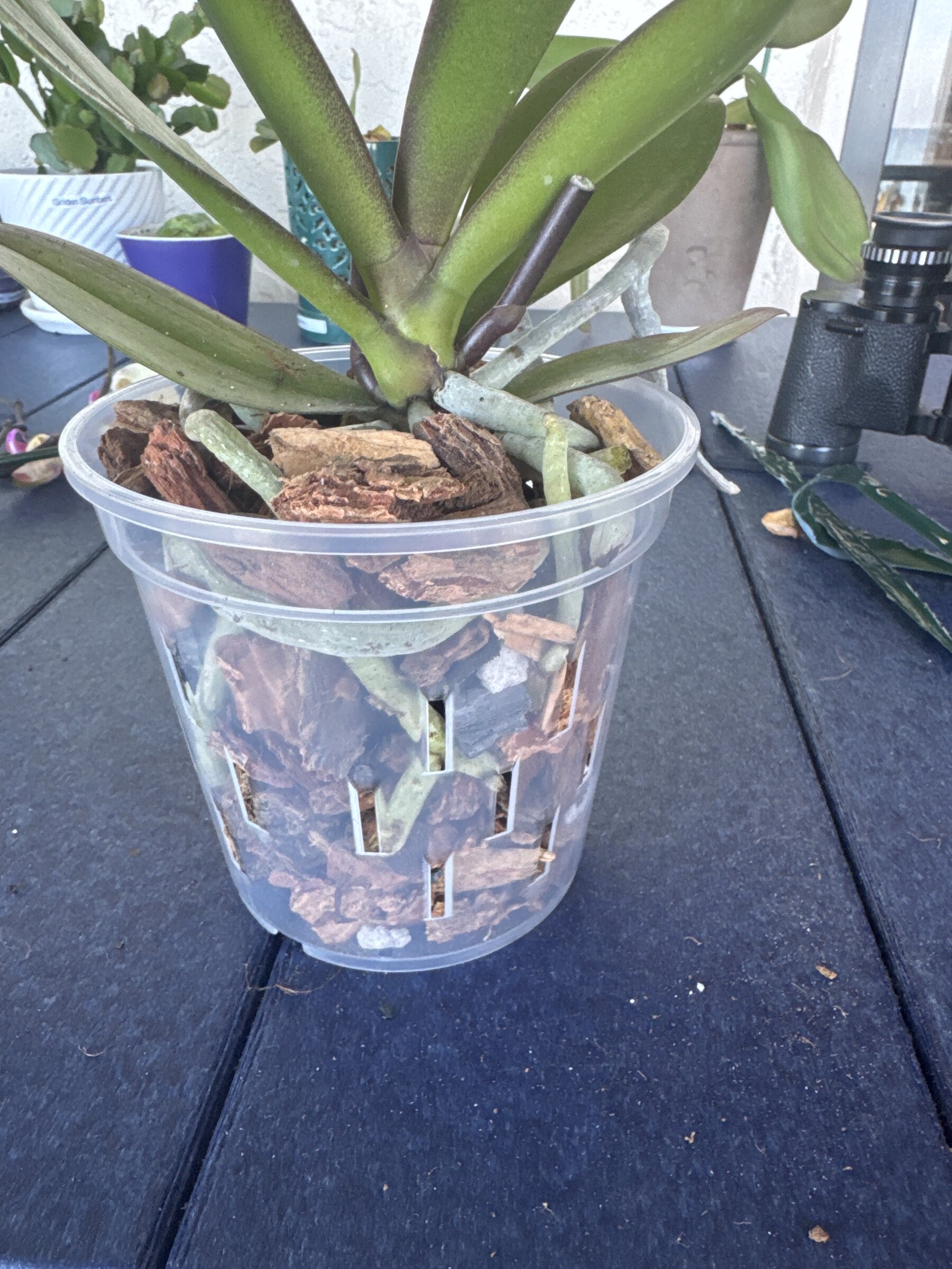 Bungalow Bill — 2026-04-04 — Repotting
