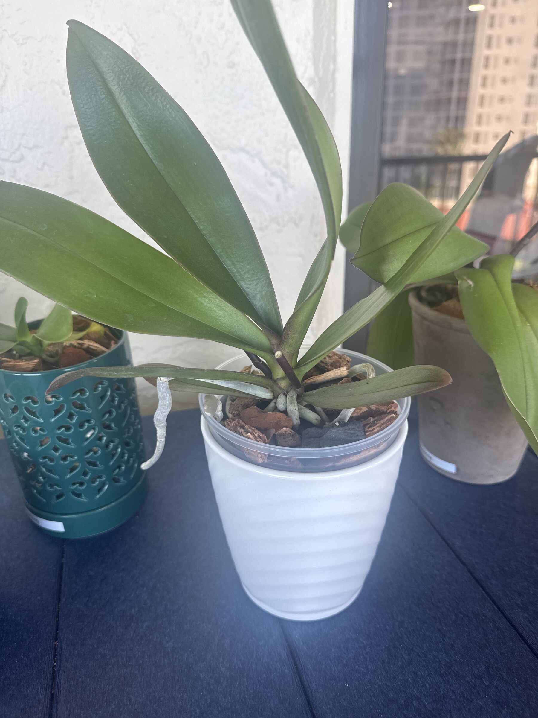 Bungalow Bill — 2026-04-05 — First Post-Repot Check