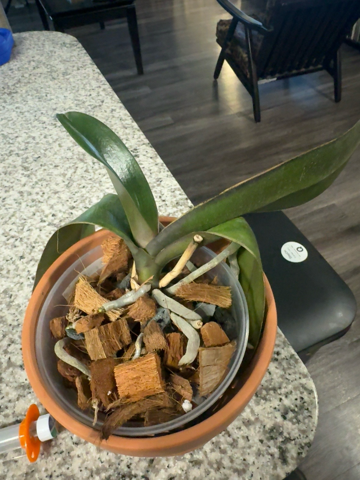 Bungalow Bill — 2026-06-28 — New Growth Encouraging