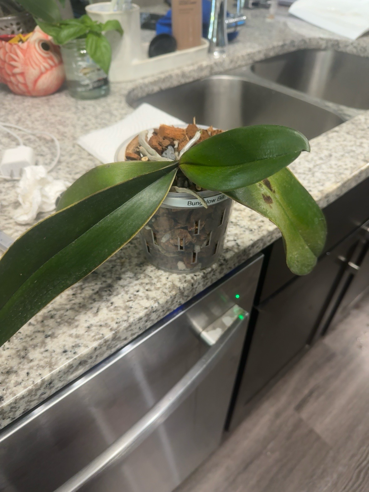 Bungalow Bill — 2026-07-05 — Root Growth Confirmed