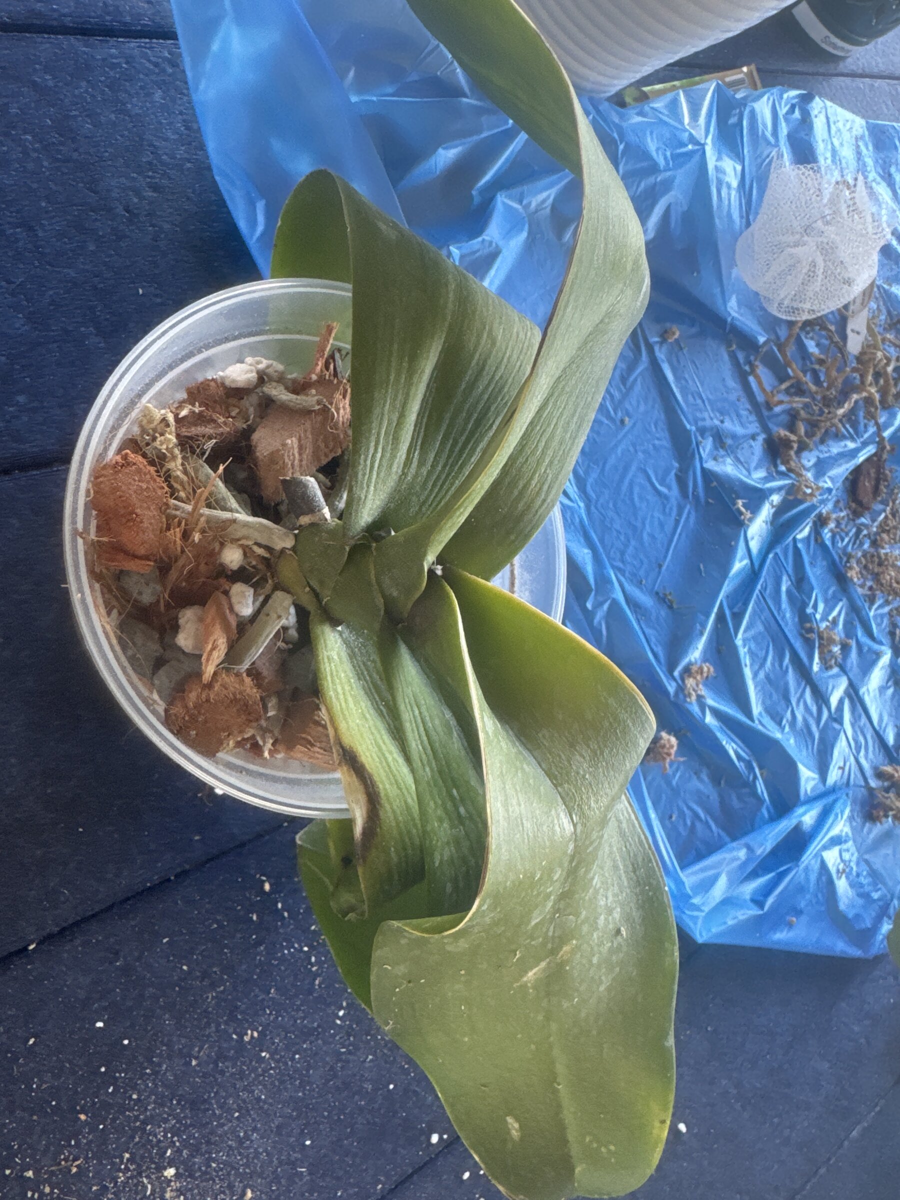Doctor Robert — 2026-03-02 — Repotting