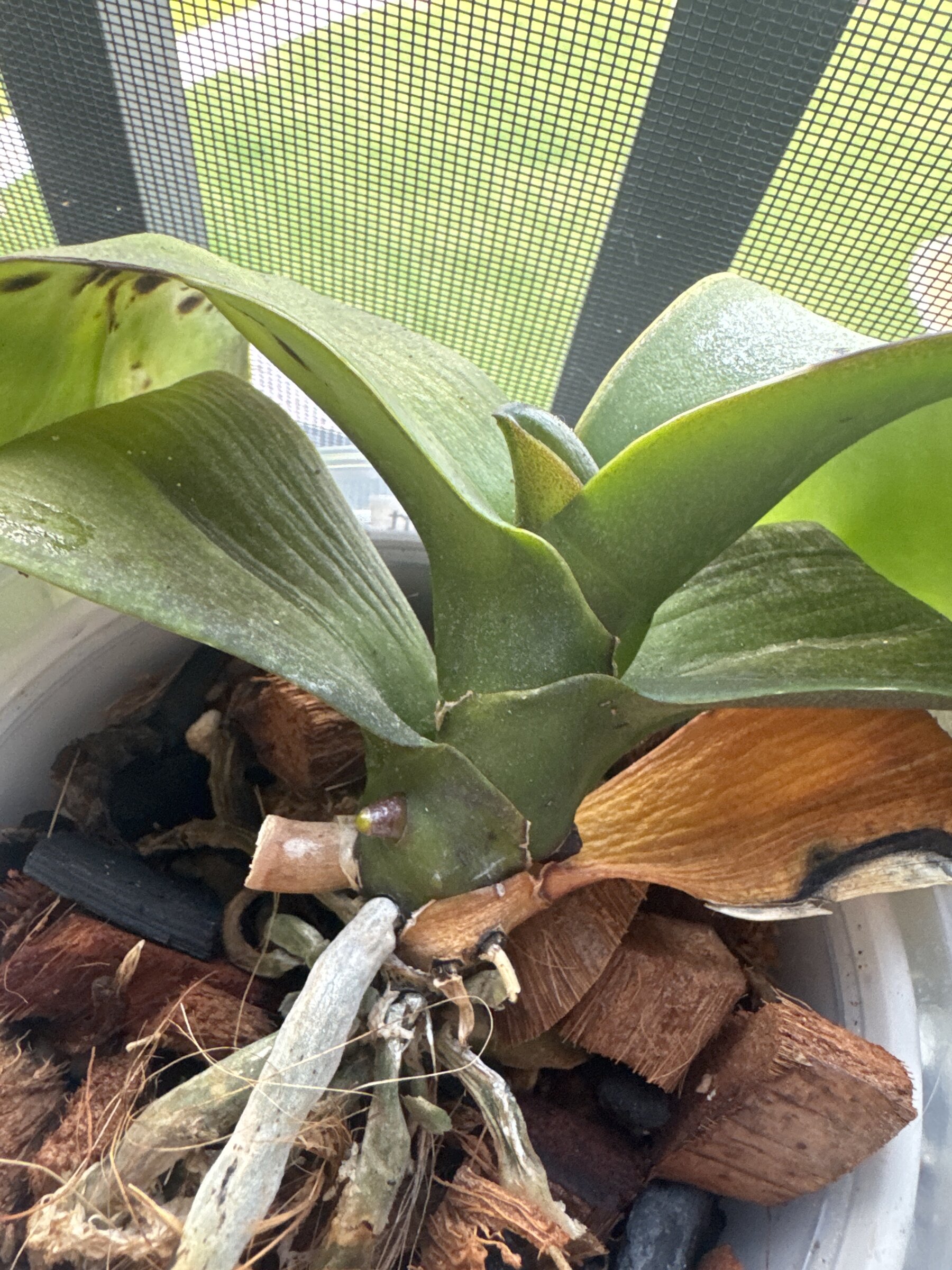 Doctor Robert — 2026-04-08 — The First New Leaf