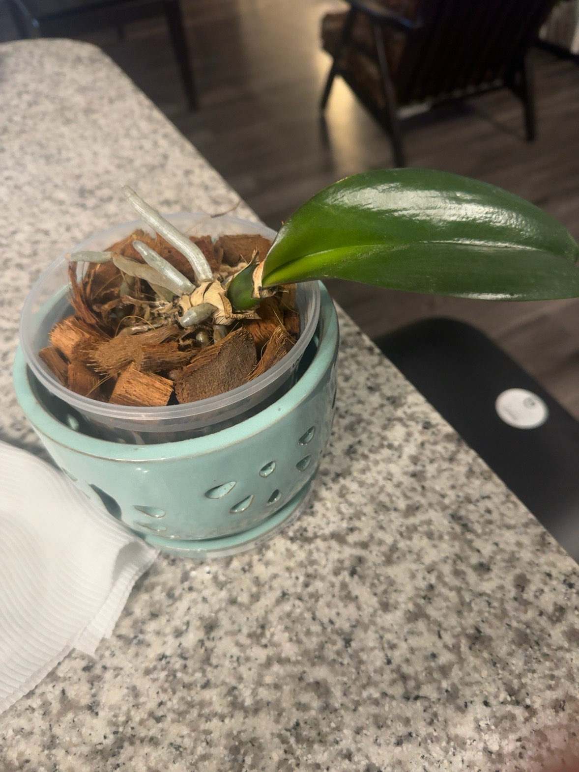 Doctor Robert — 2026-06-28 — The Lonely Leaf