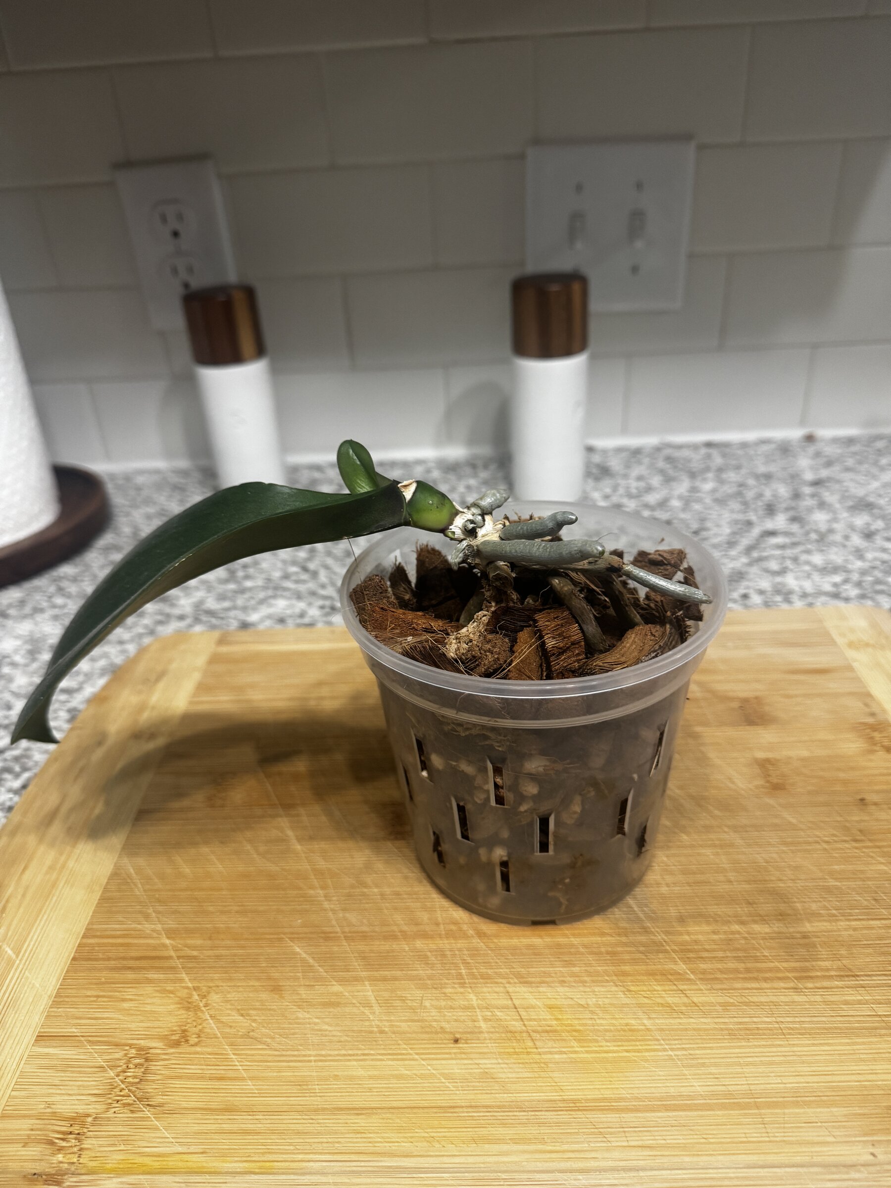 Doctor Robert — 2026-08-18 — Weekly Update