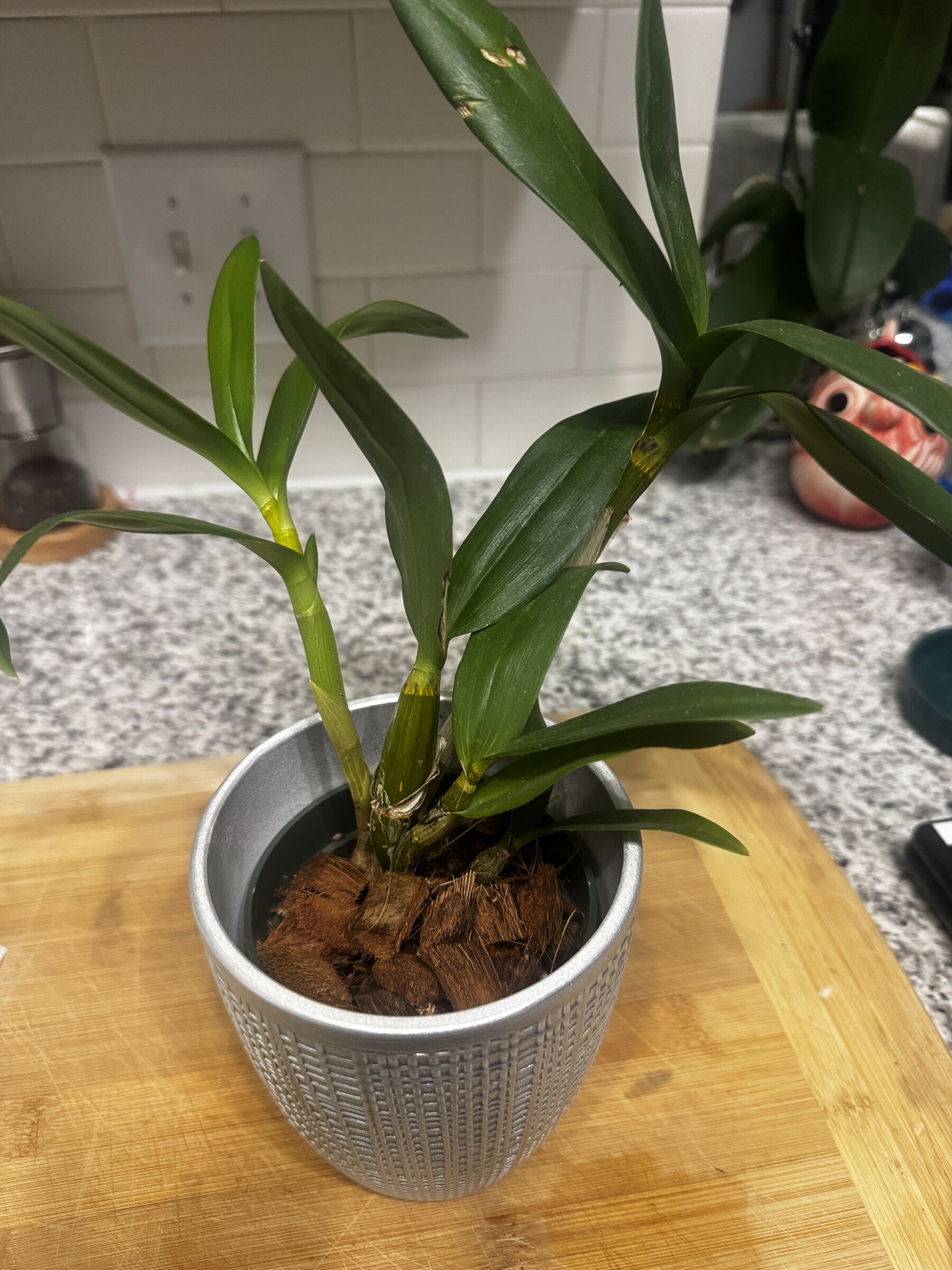 Helter Skelter orchid