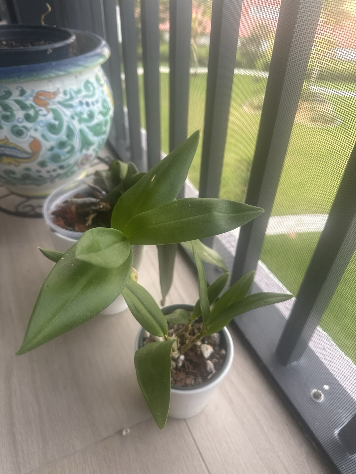 Helter Skelter — 2026-04-17 — Final Florida Update