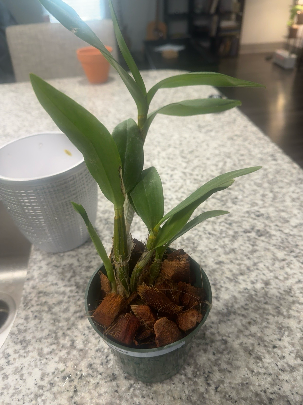 Helter Skelter — 2026-06-21 — New Basal Growth