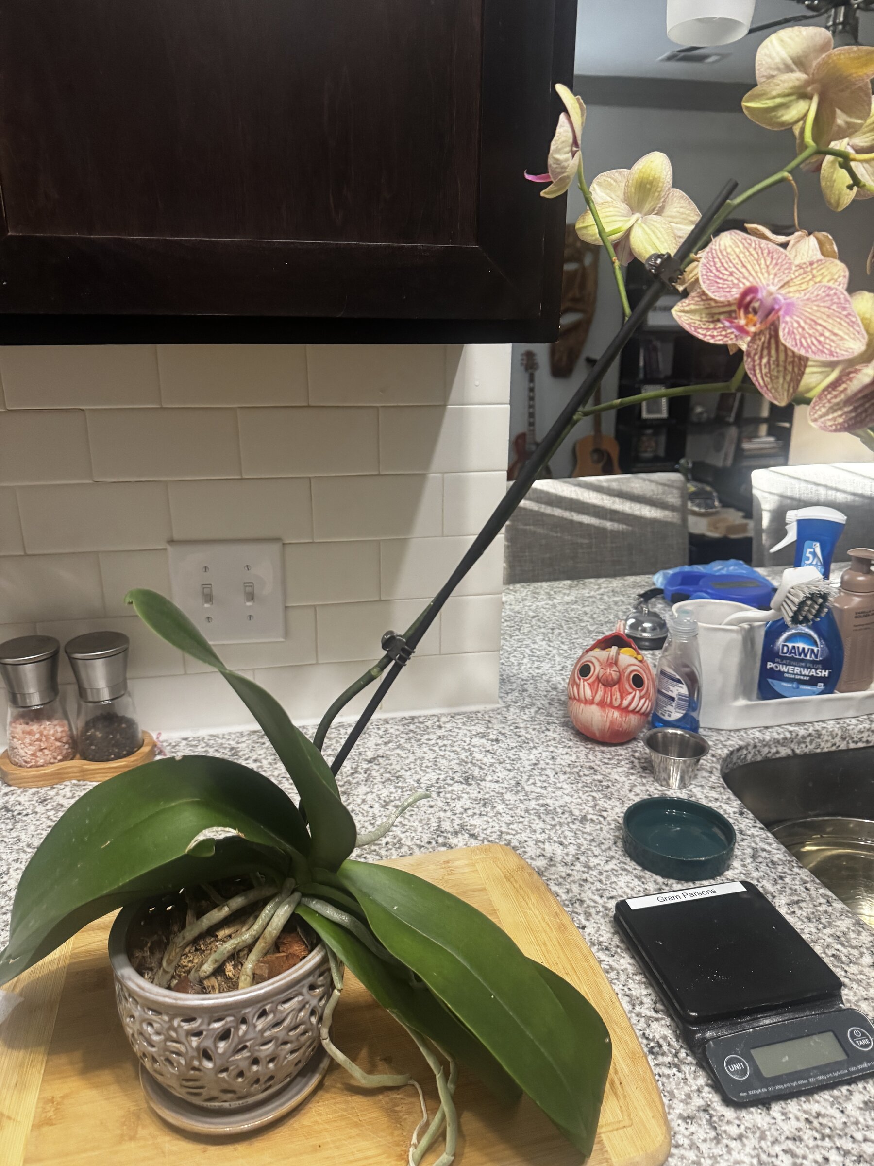 Honey Pie orchid