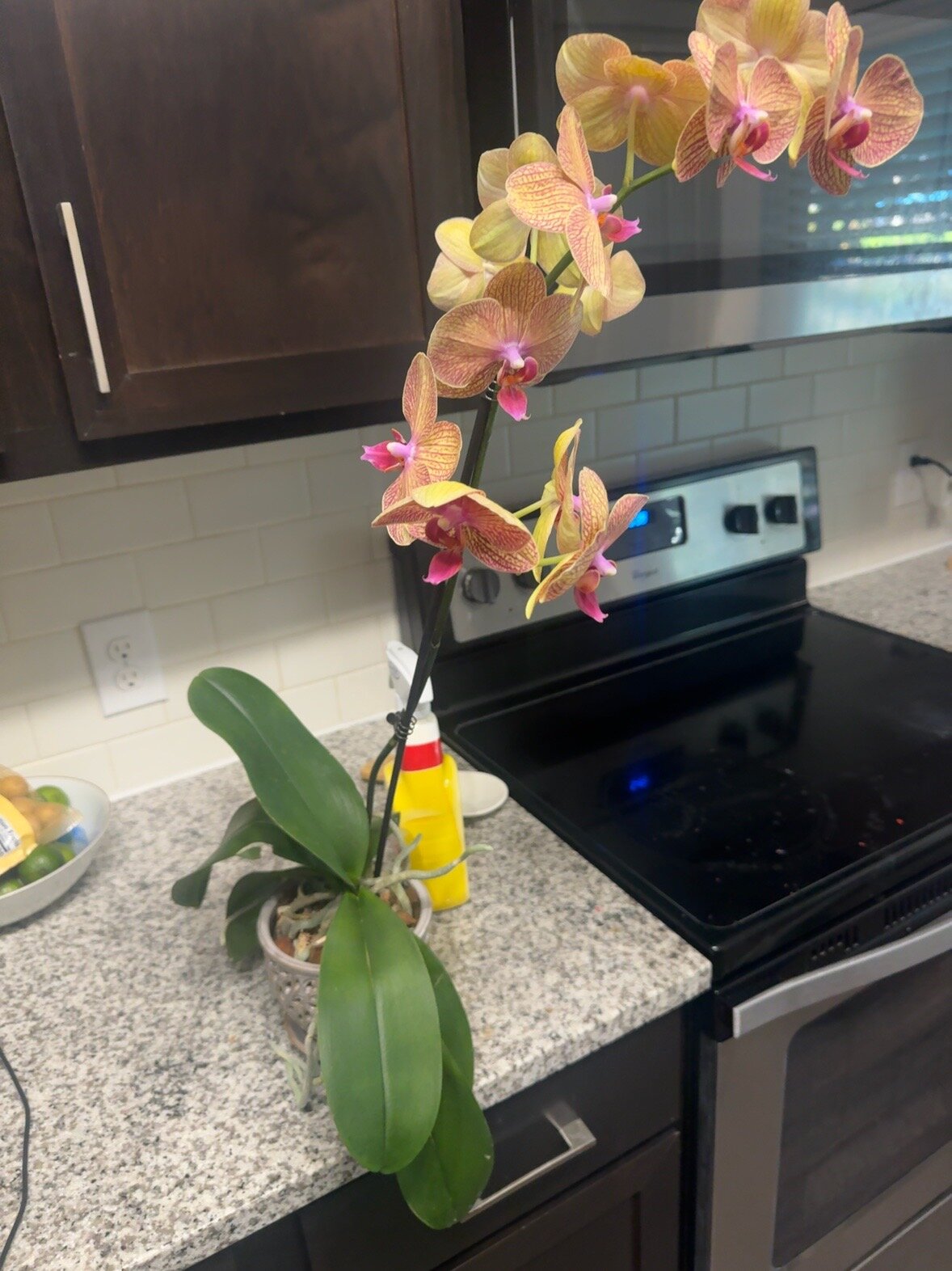 Honey Pie — 2026-06-28 — Active Root Growth