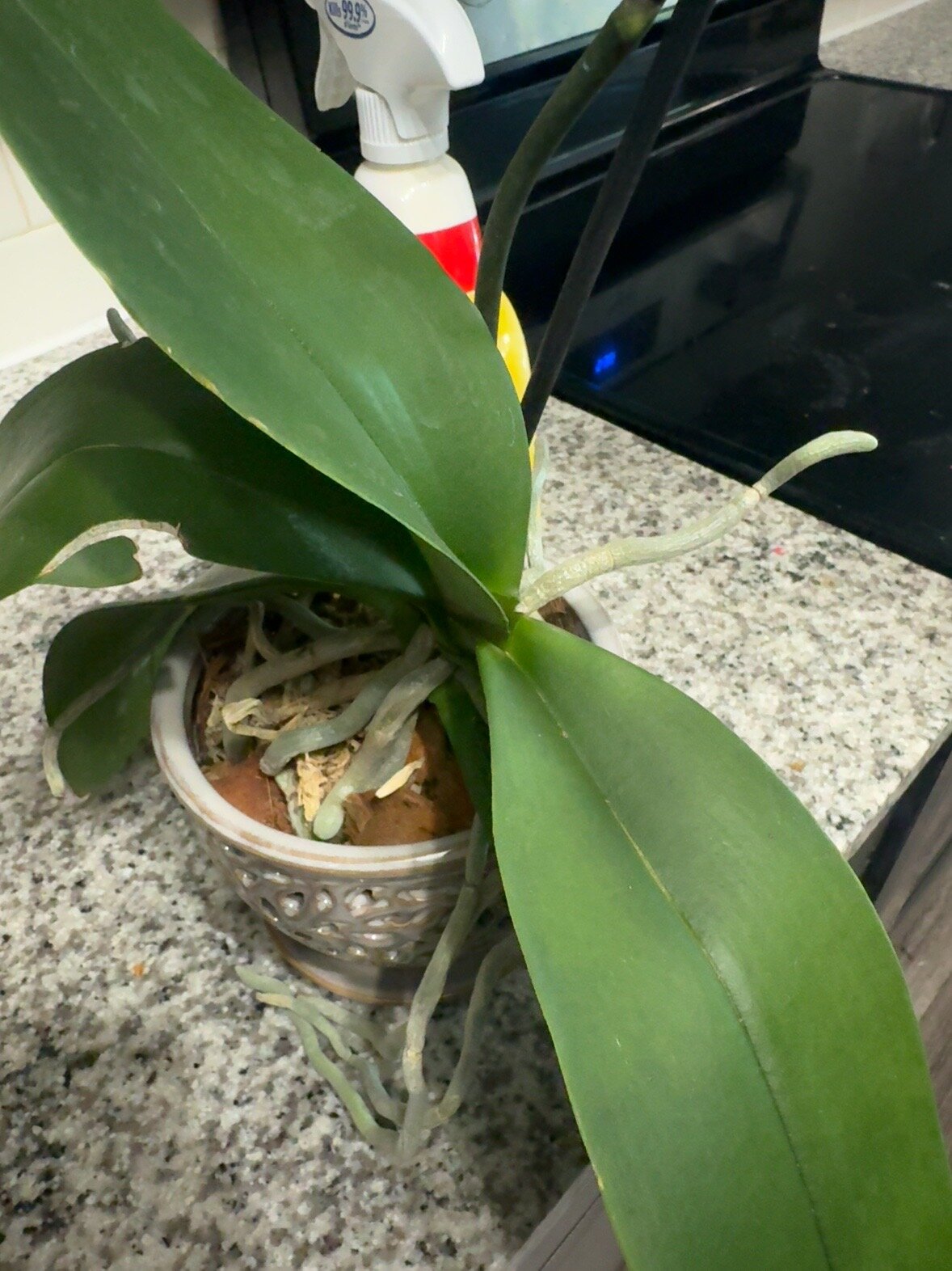 Honey Pie — 2026-06-28 — Active Root Growth