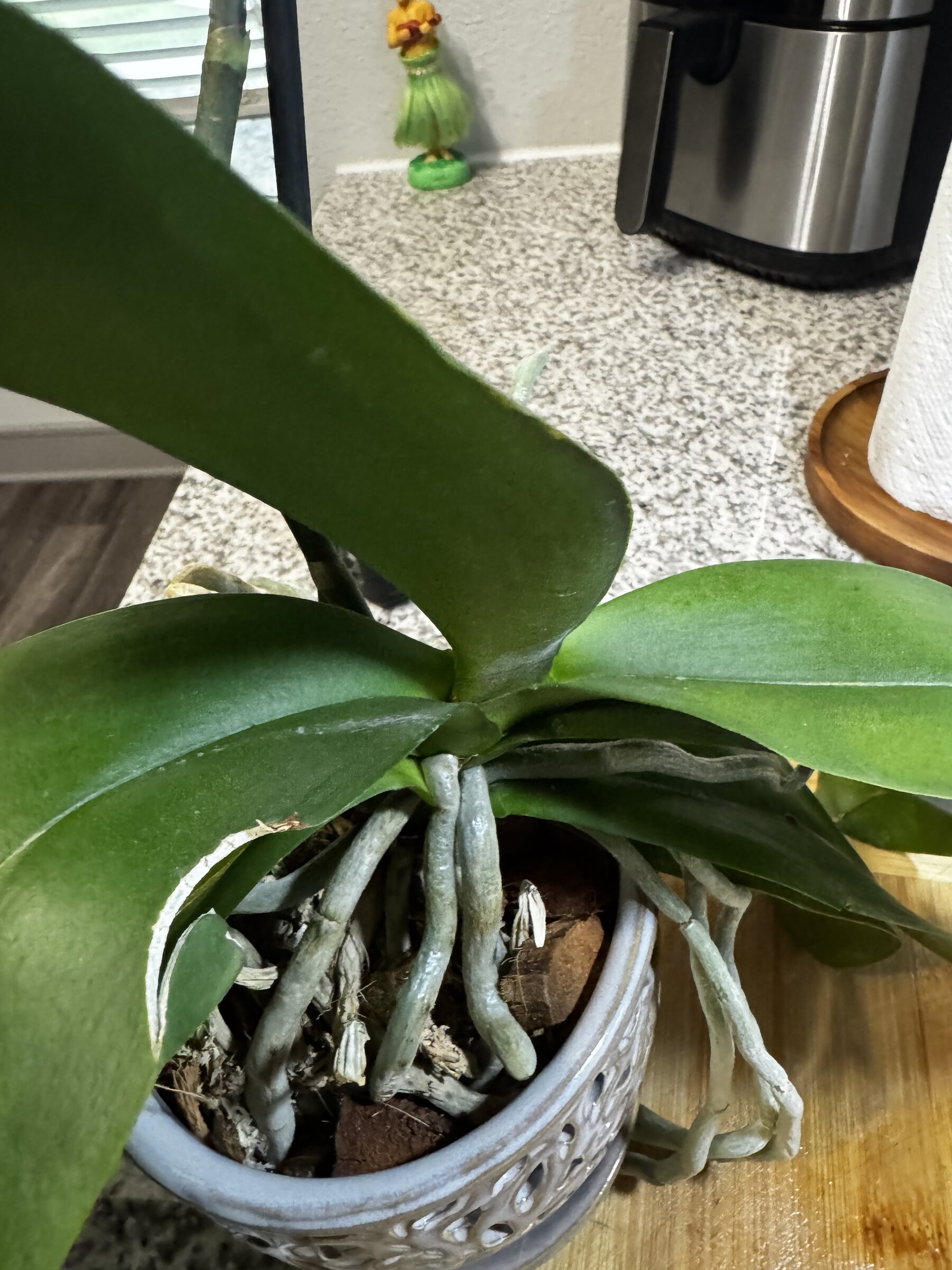 Honey Pie — 2026-07-12 — Fertilized During Bloom Transition