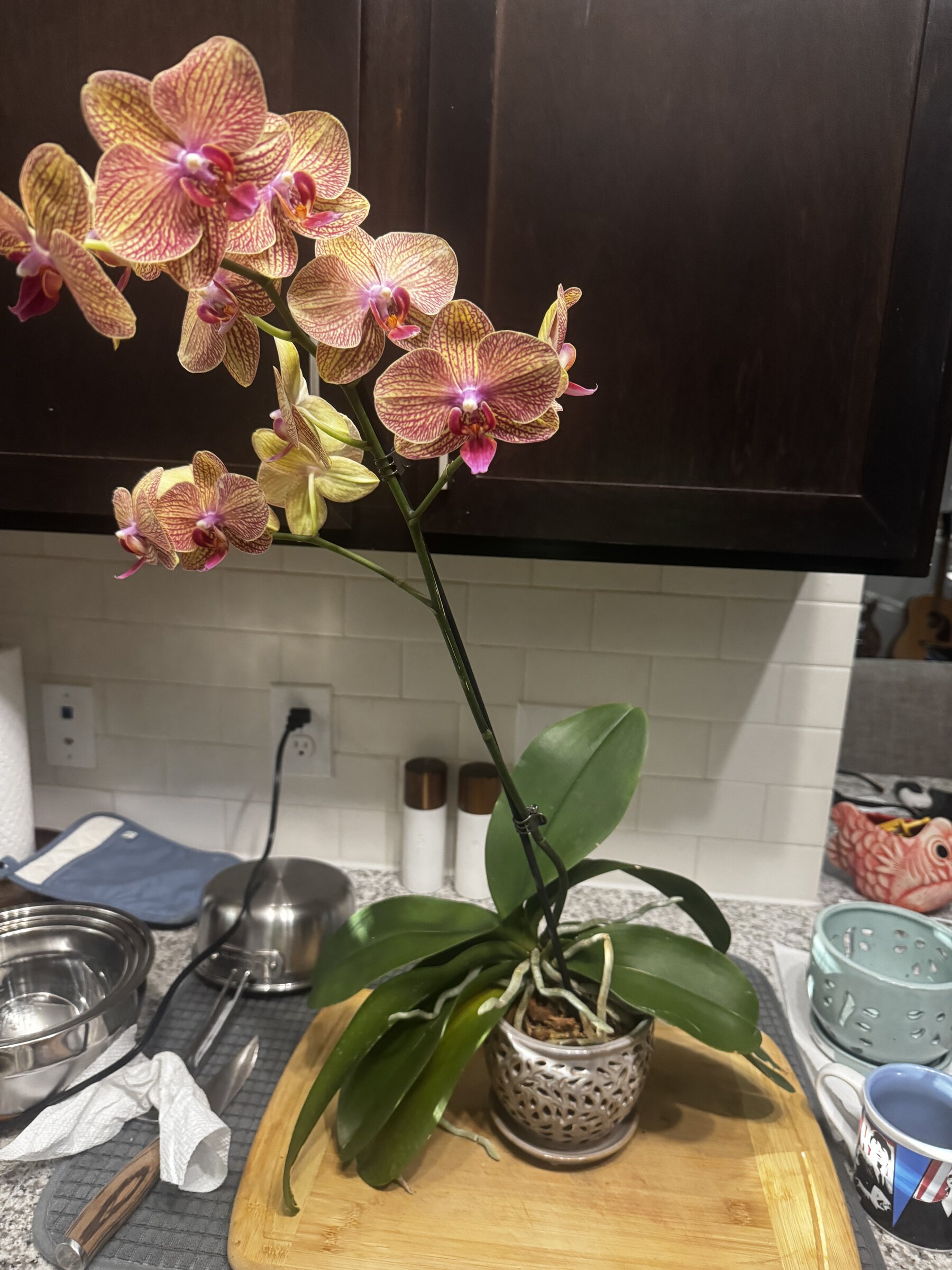 Honey Pie — 2026-07-19 — Long Bloom Continues