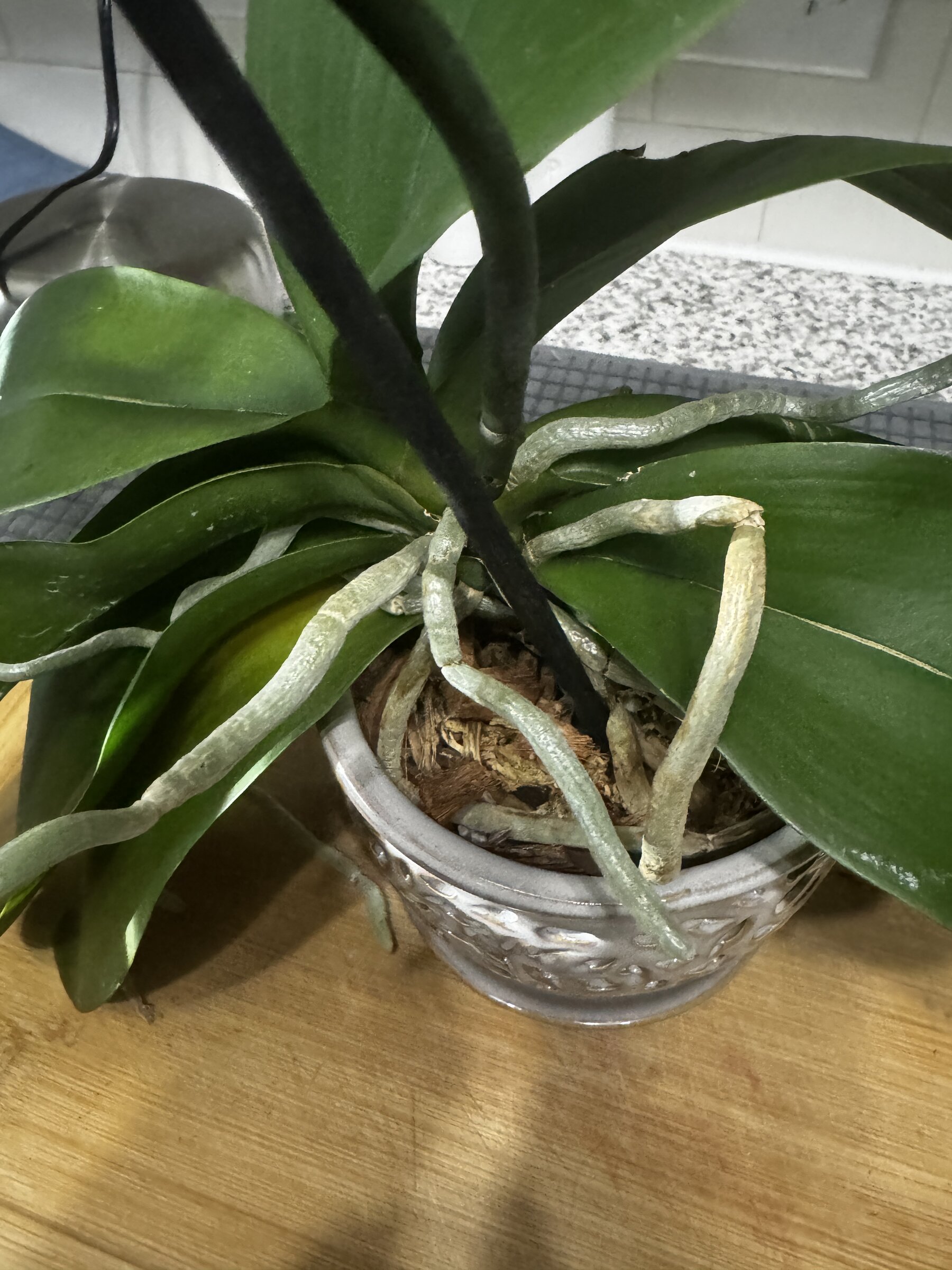 Honey Pie — 2026-07-19 — Long Bloom Continues
