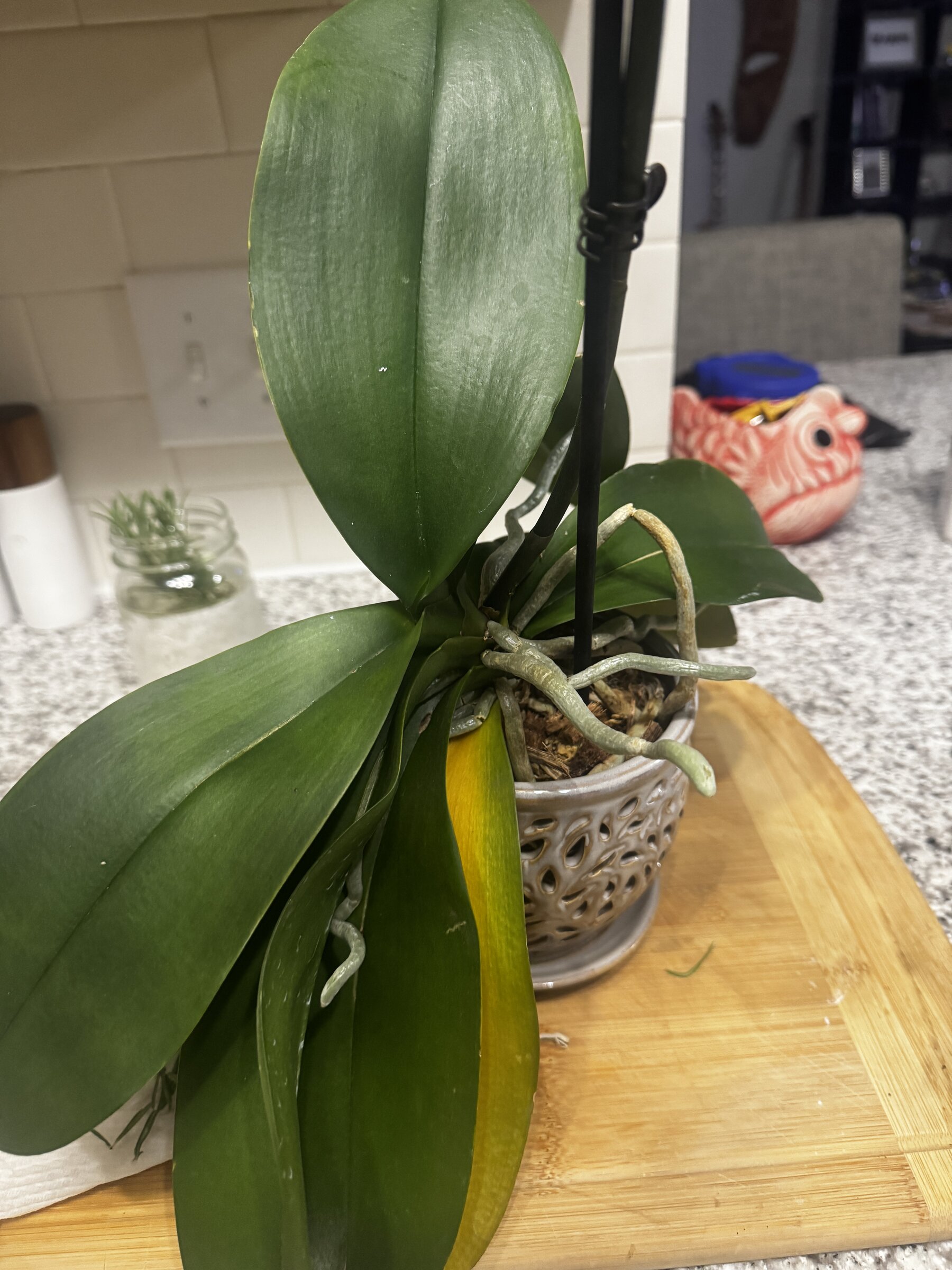 Honey Pie — 2026-07-26 — Oldest Leaf Begins to Yellow