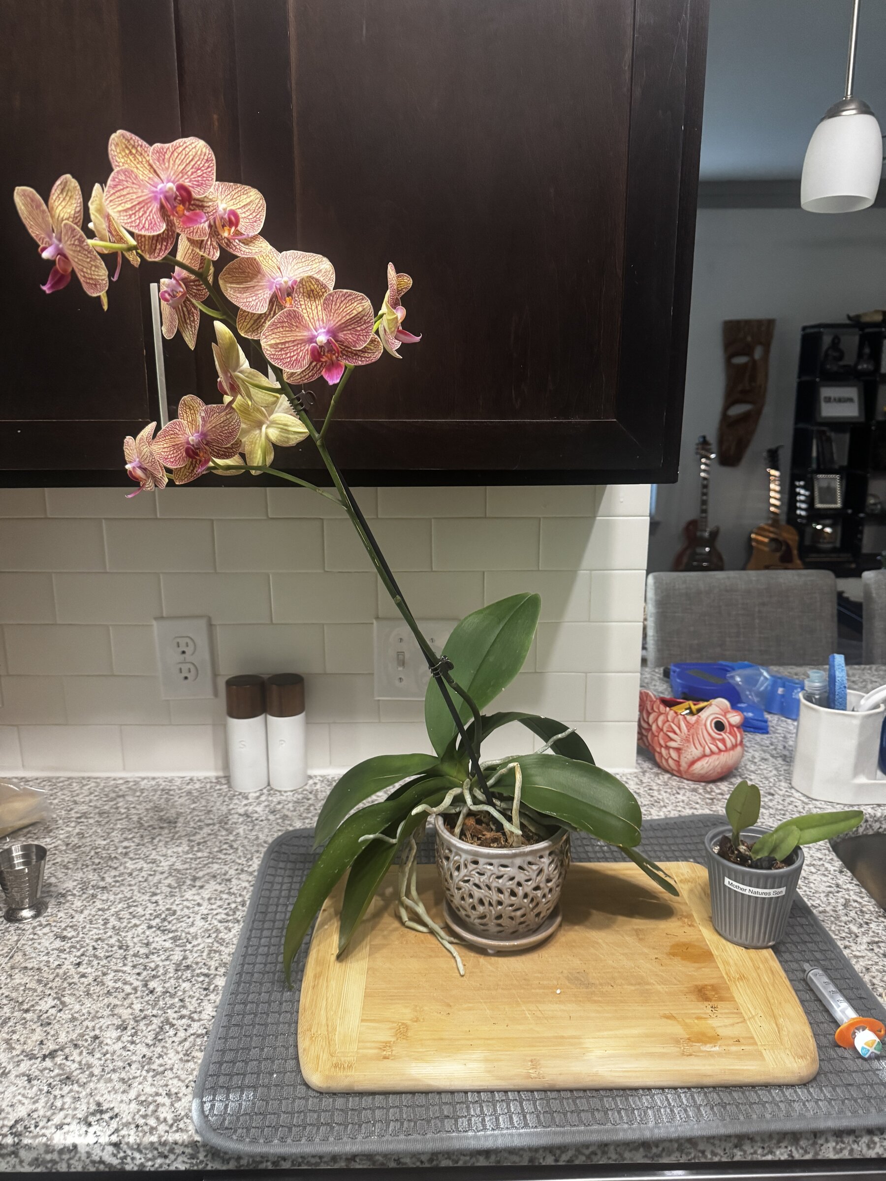 Honey Pie — 2026-08-02 — Weekly Update