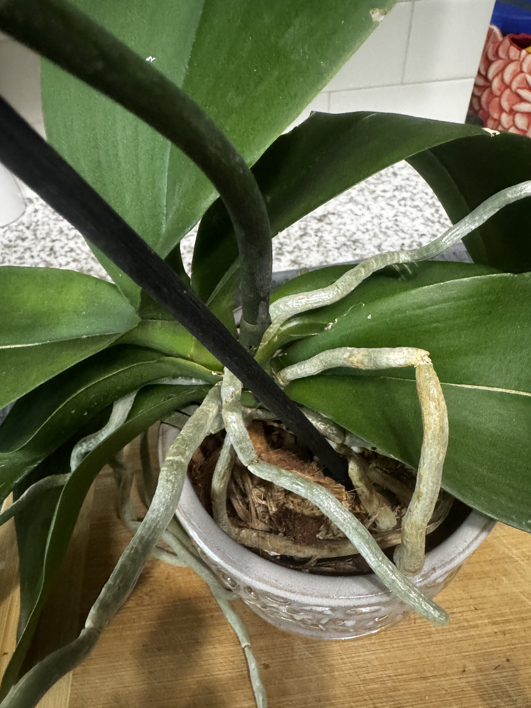 Honey Pie — 2026-08-02 — Weekly Update