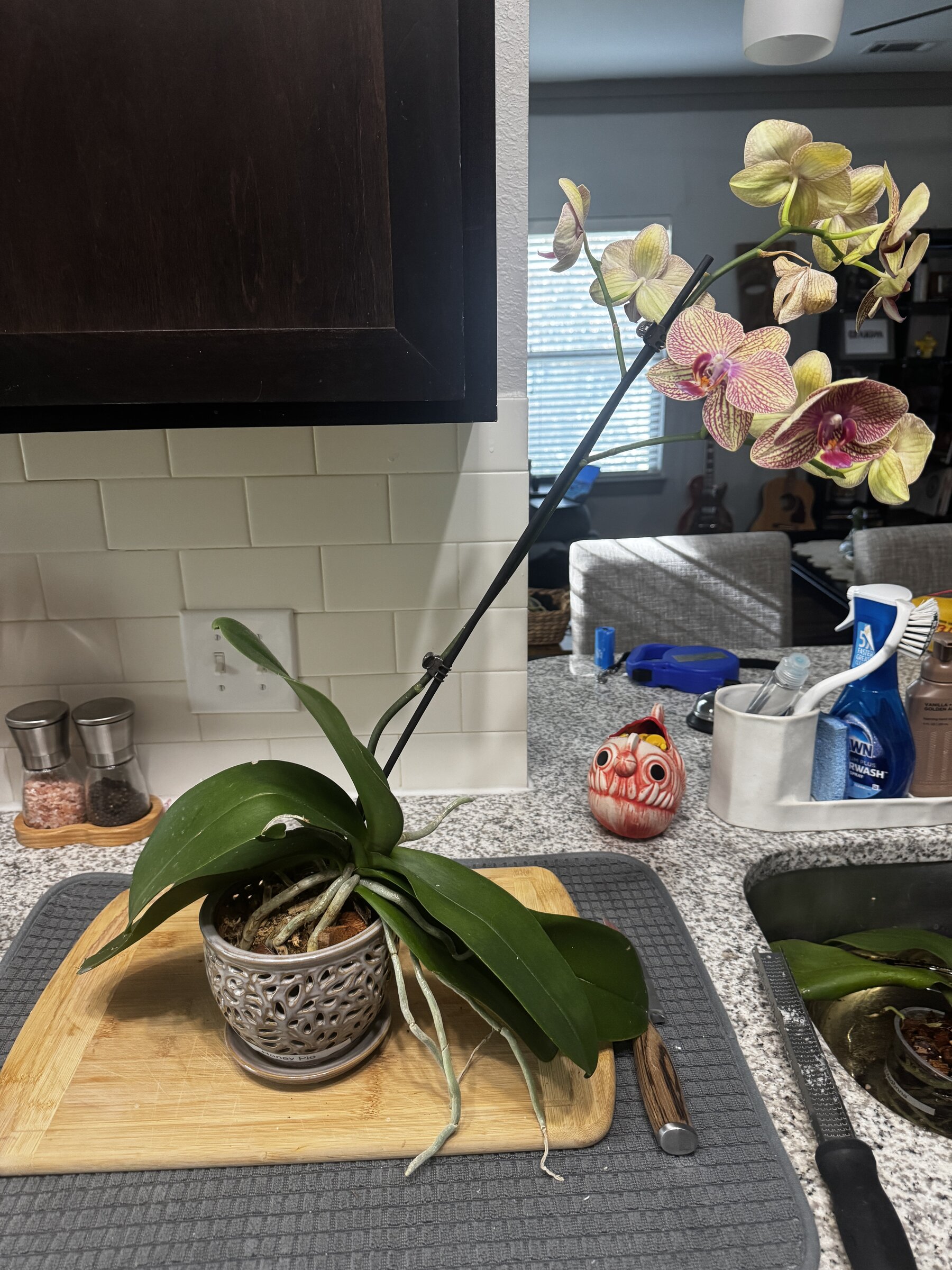 Honey Pie — 2026-08-23 — Weekly Update