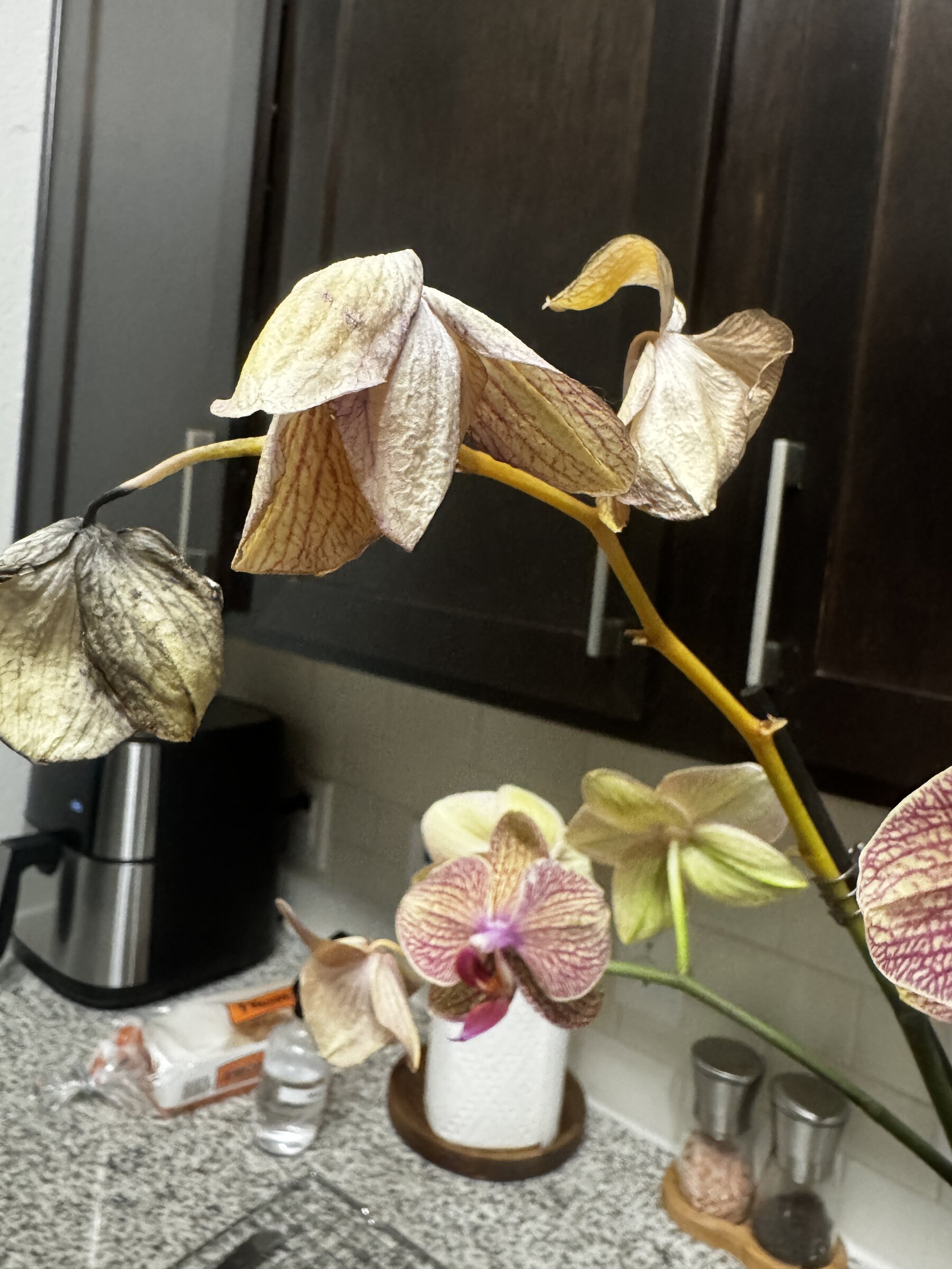 Honey Pie — 2026-09-07 — Weekly Update