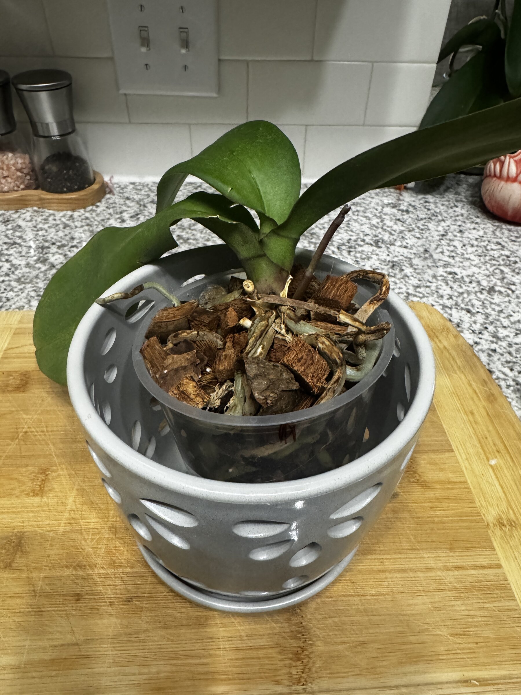 Lady Madonna orchid
