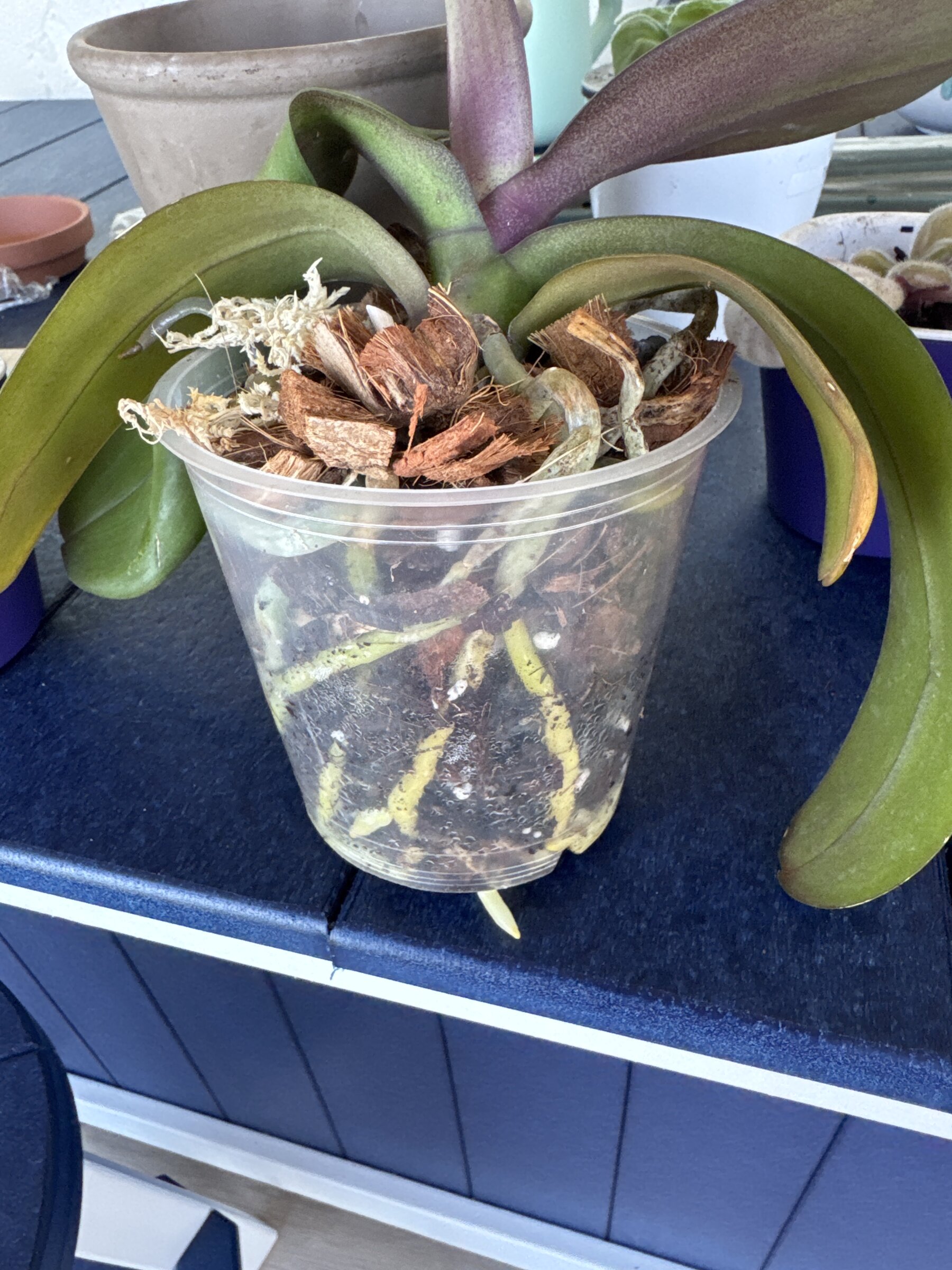Lady Madonna — 2026-01-10 — Root and Foliage Check