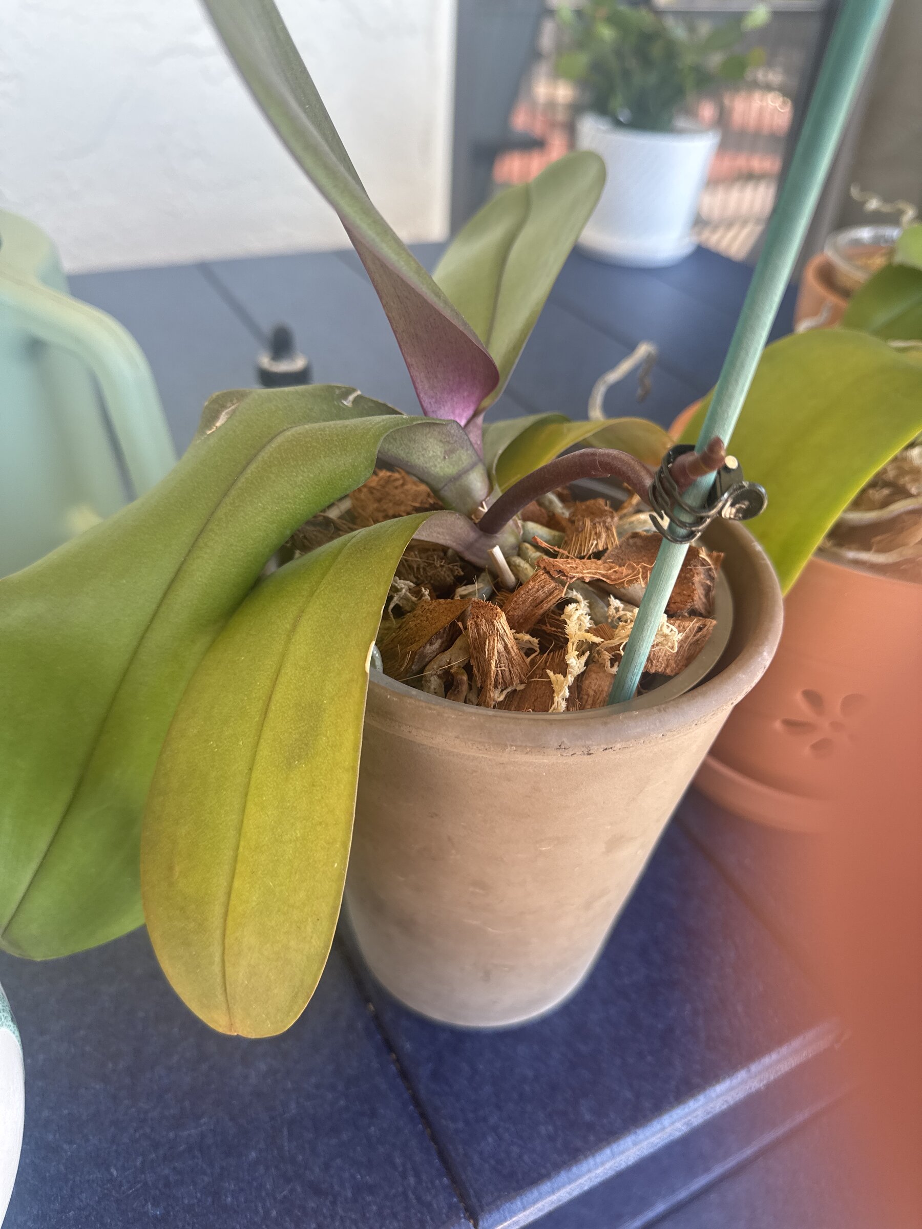 Lady Madonna — 2026-02-11 — Bud Development