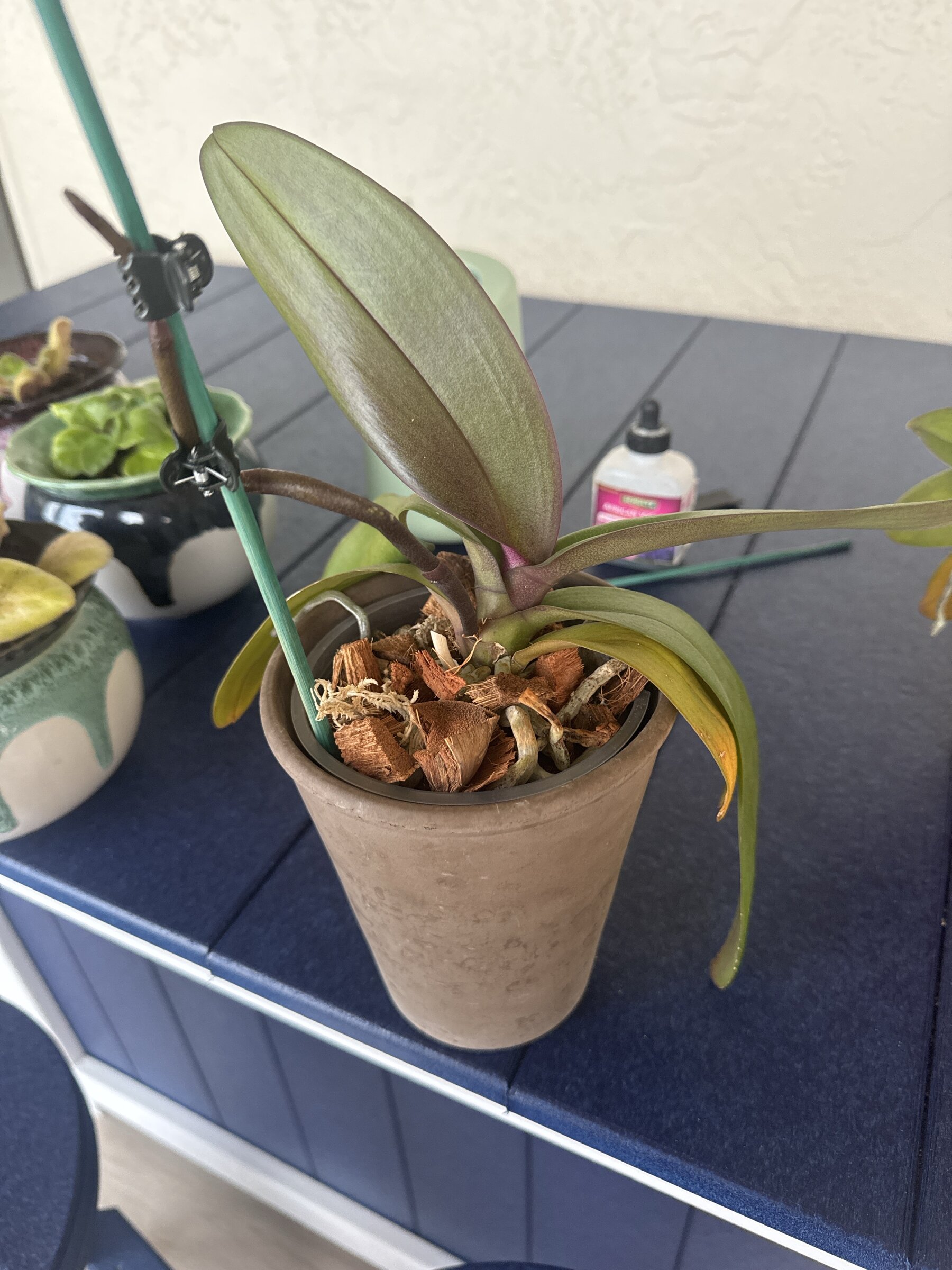 Lady Madonna — 2026-02-22 — Full-Plant Check