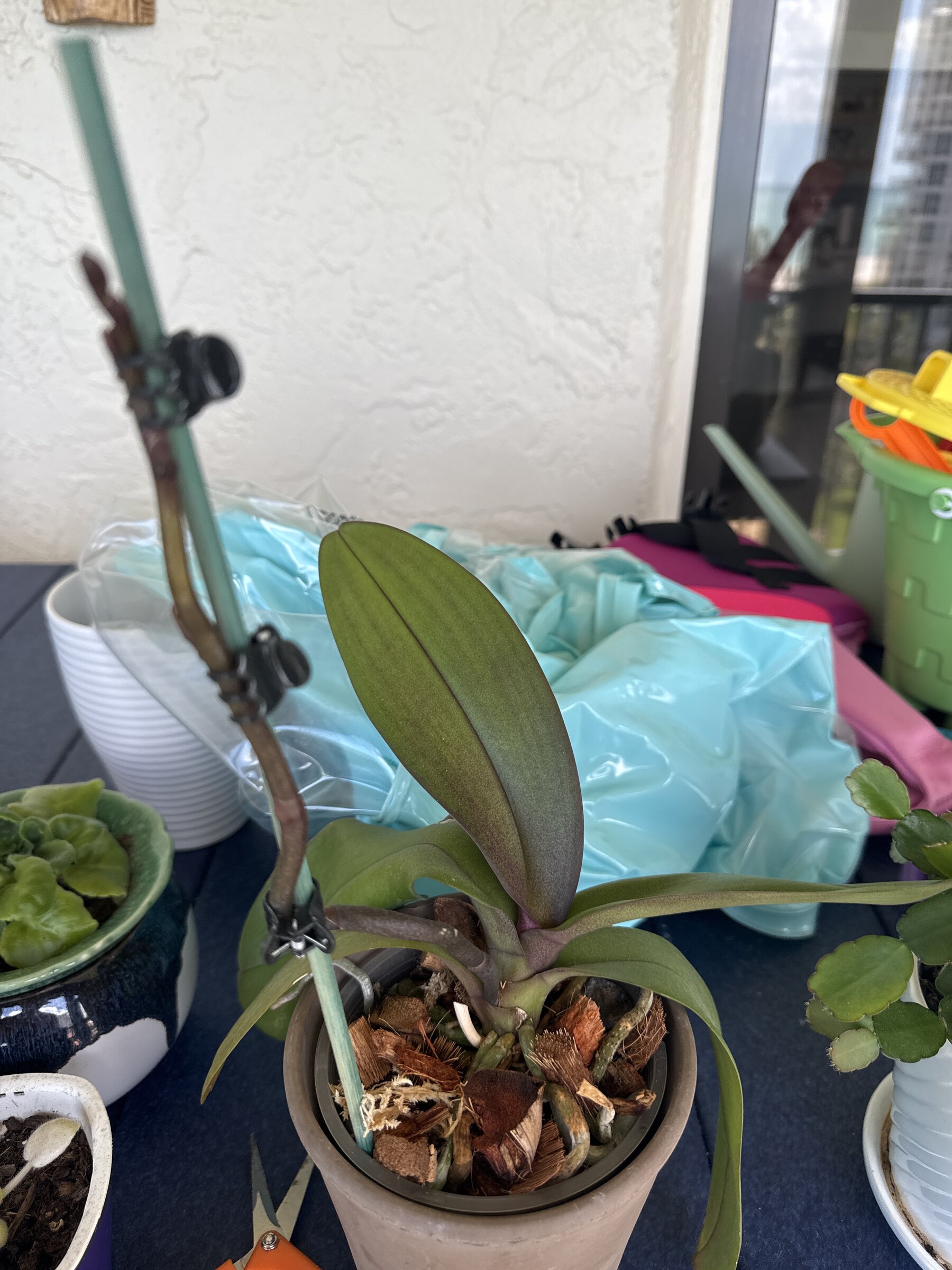 Lady Madonna — 2026-03-07 — Bloom Preparation