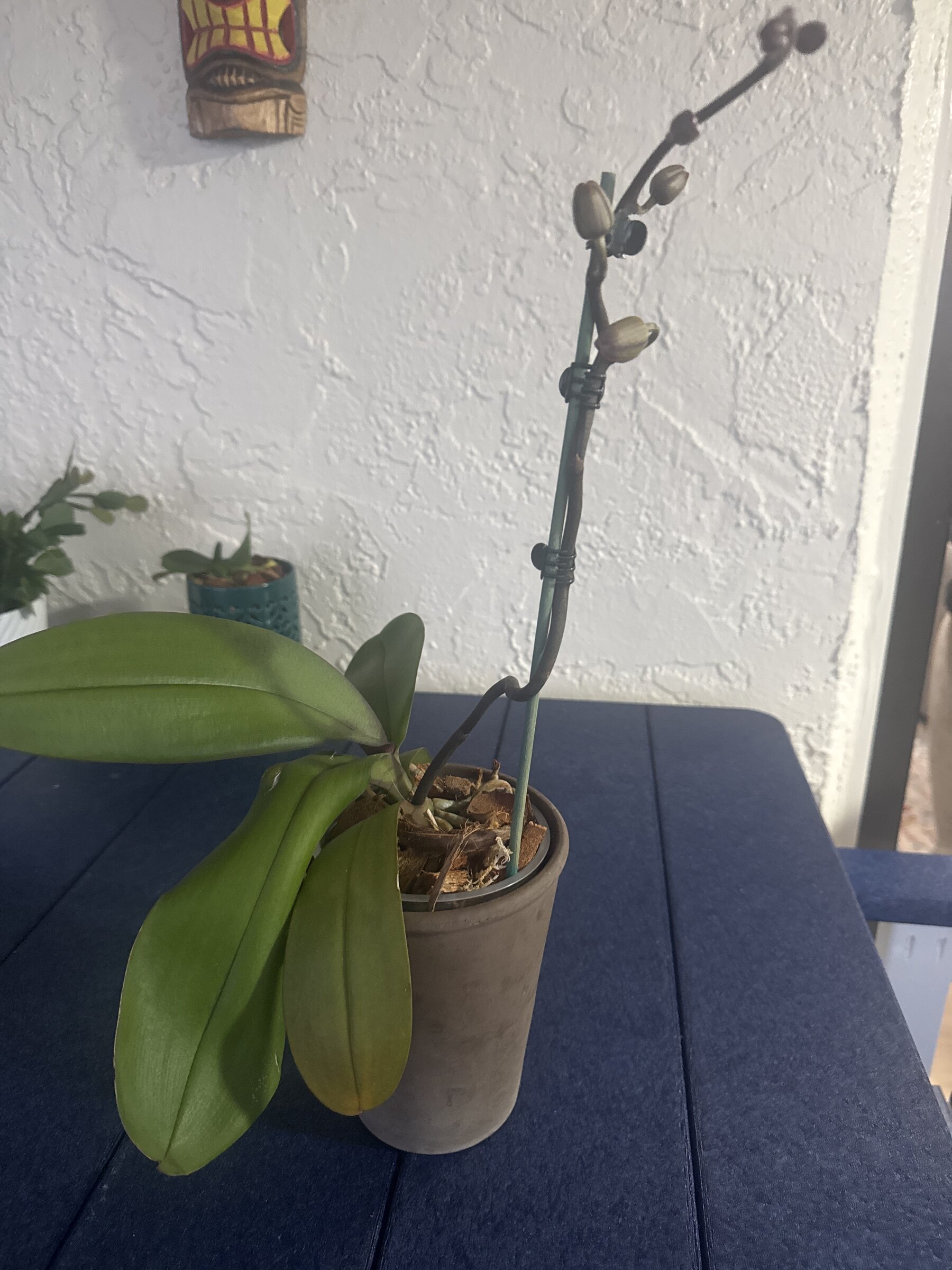Lady Madonna — 2026-03-29 — Buds Near Opening
