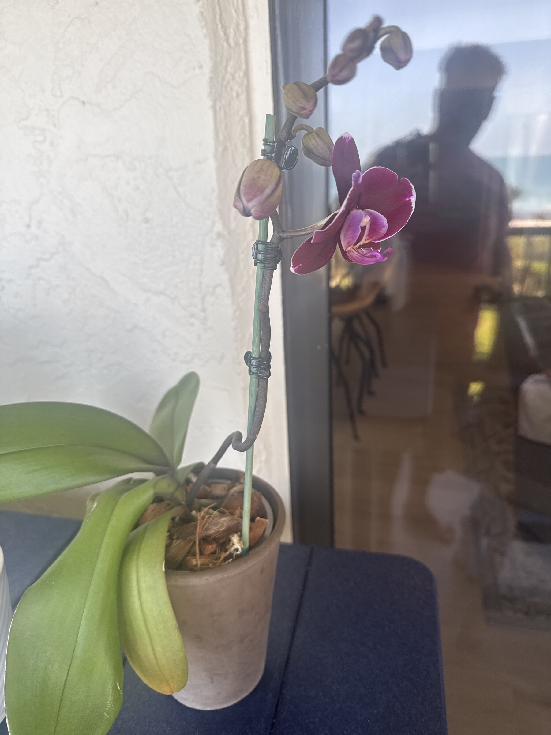 Lady Madonna — 2026-04-05 — First Documented Open Flowers