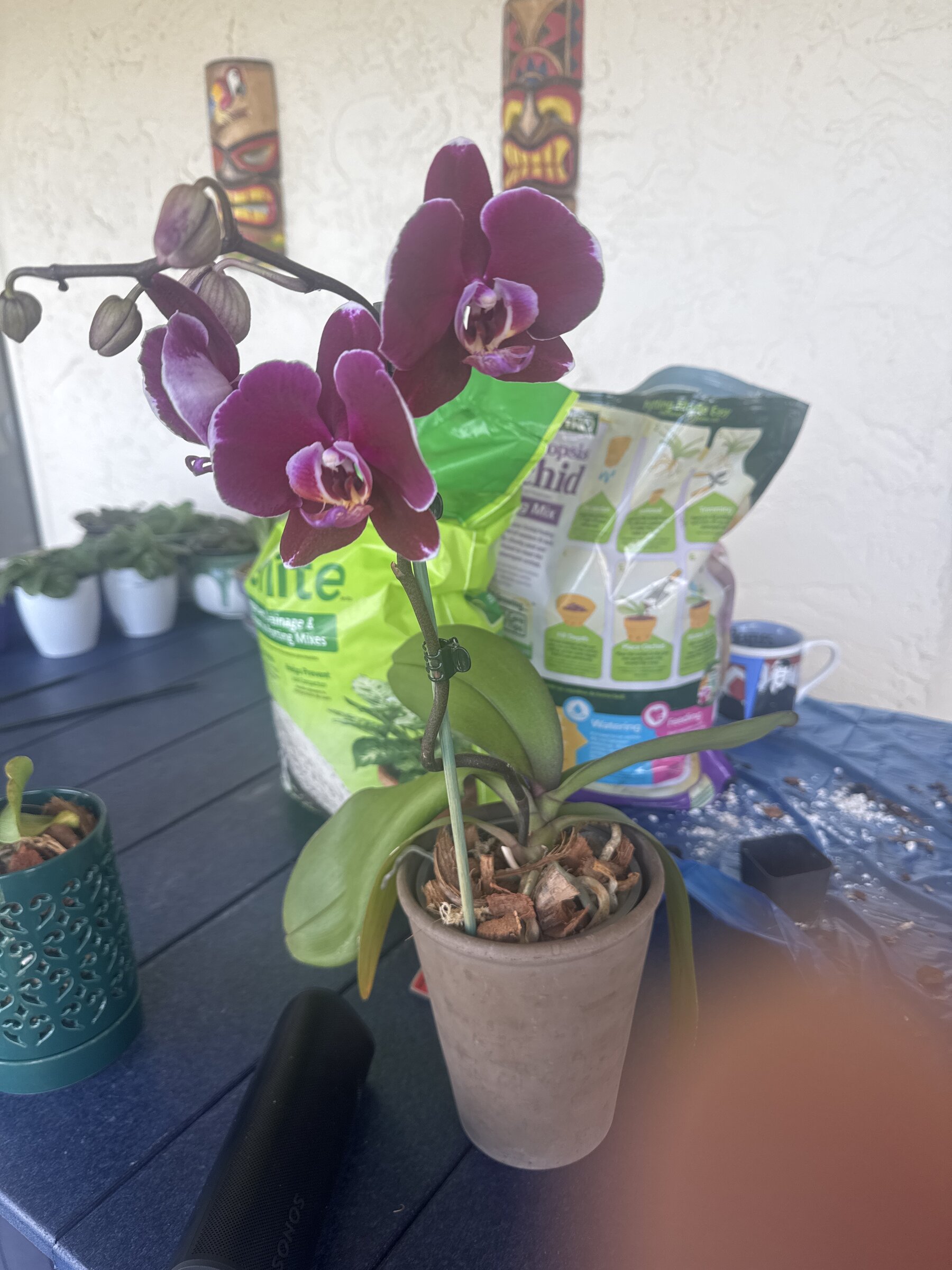 Lady Madonna — 2026-04-12 — Bloom Display