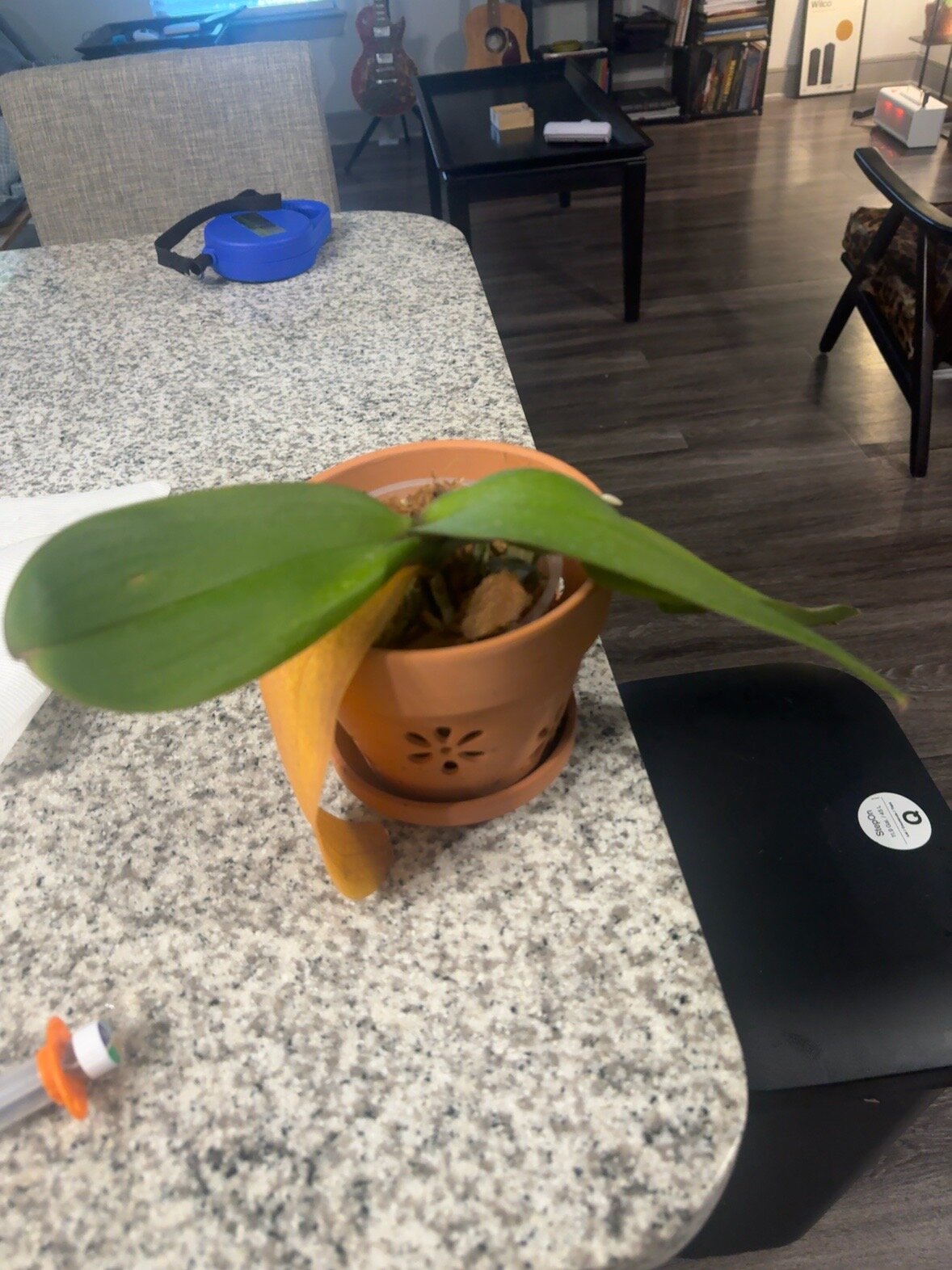 Lady Madonna — 2026-06-28 — Root Recovery