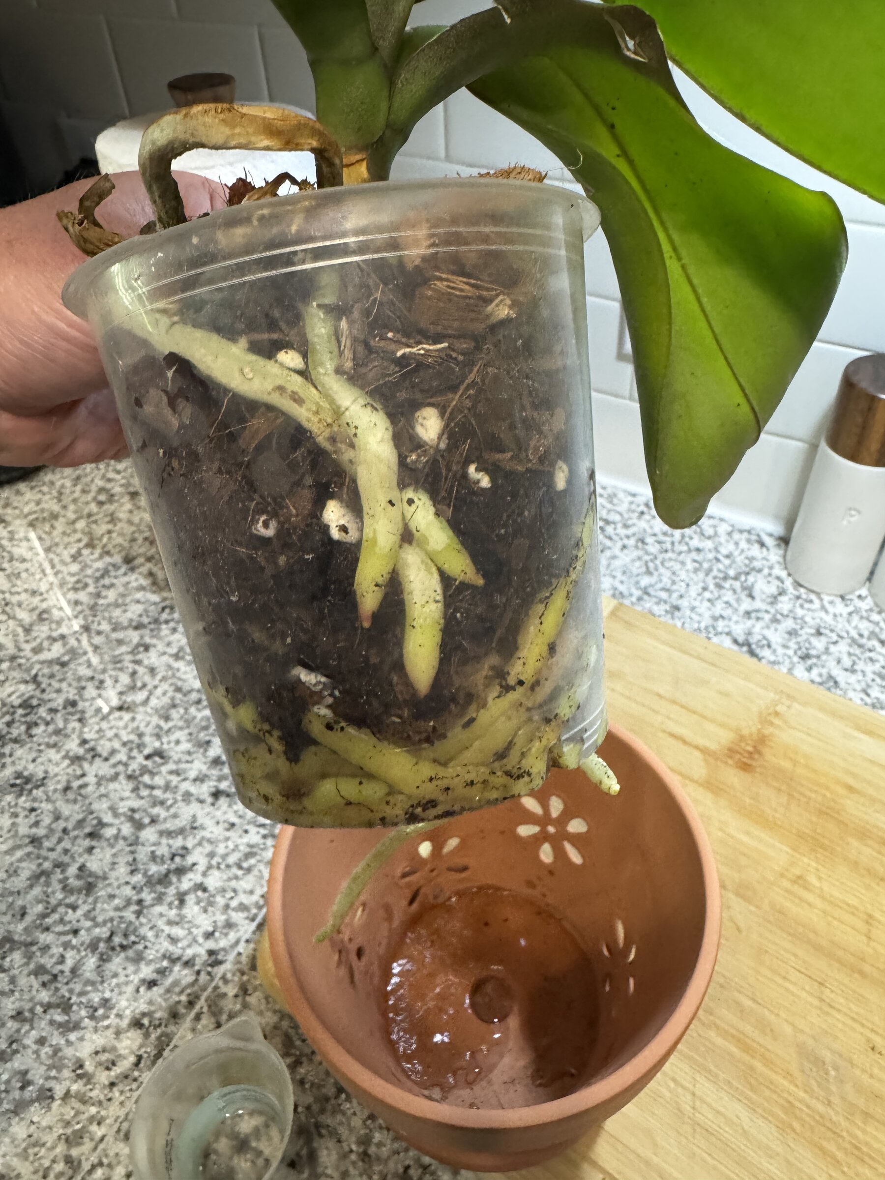 Lady Madonna — 2026-07-12 — Fertilized and Active Roots Confirmed