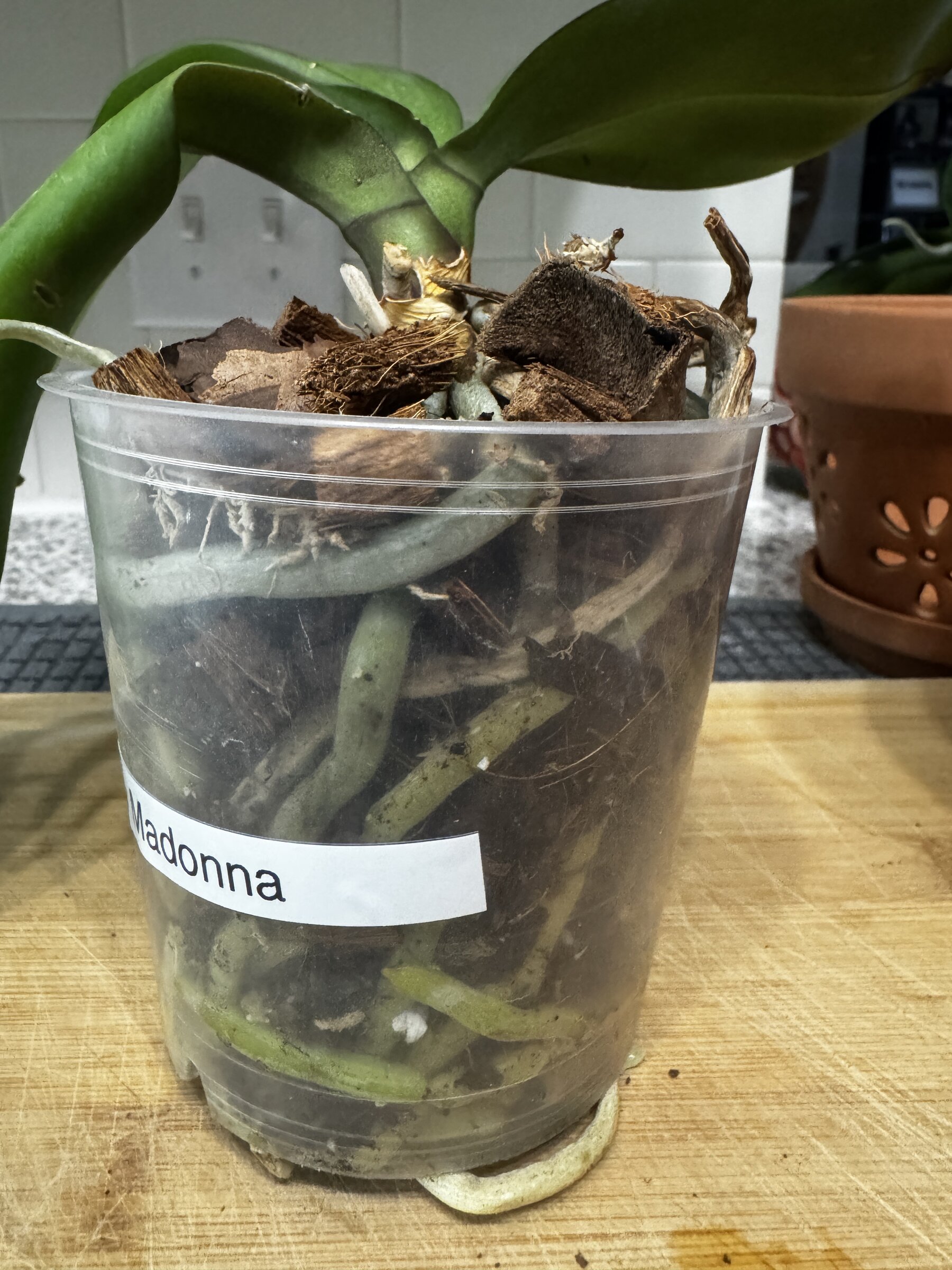 Lady Madonna — 2026-08-02 — Weekly Update