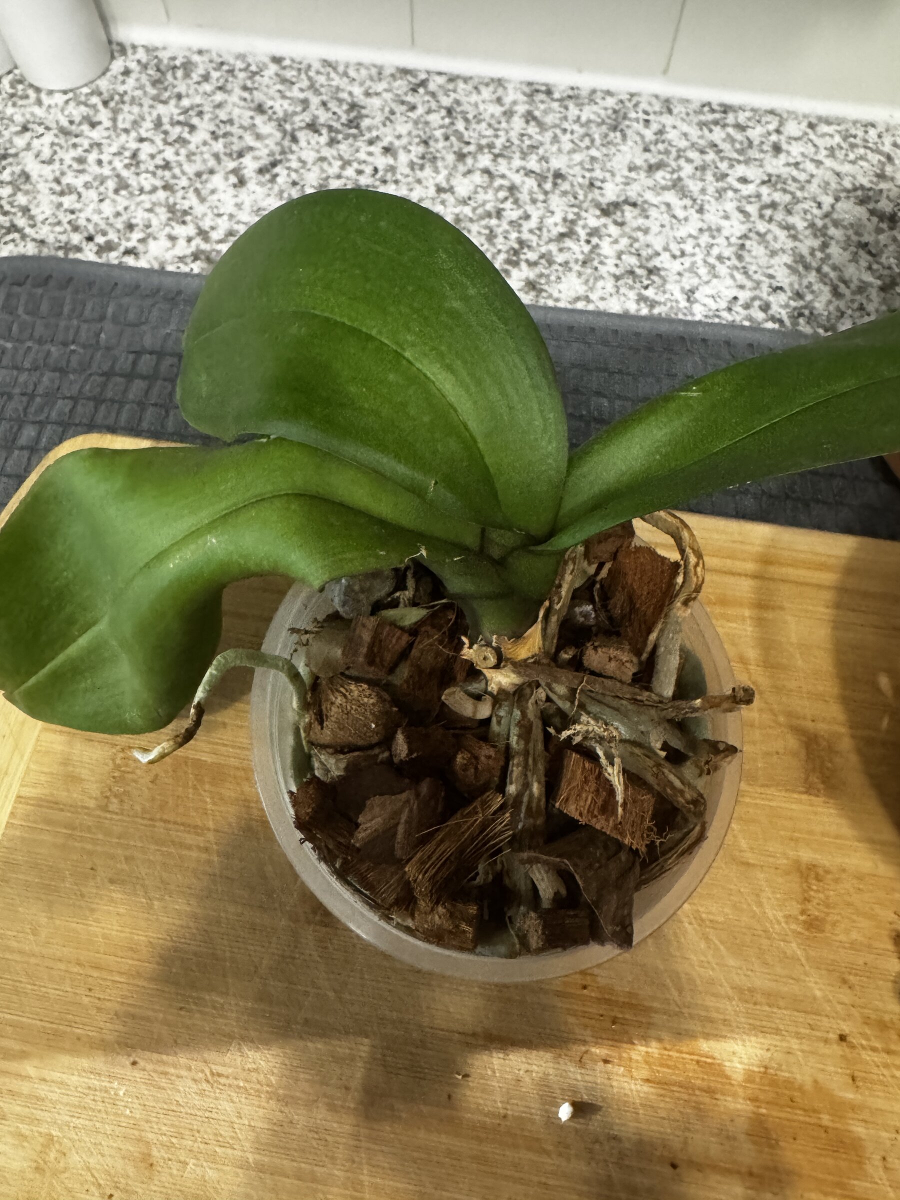 Lady Madonna — 2026-08-02 — Weekly Update