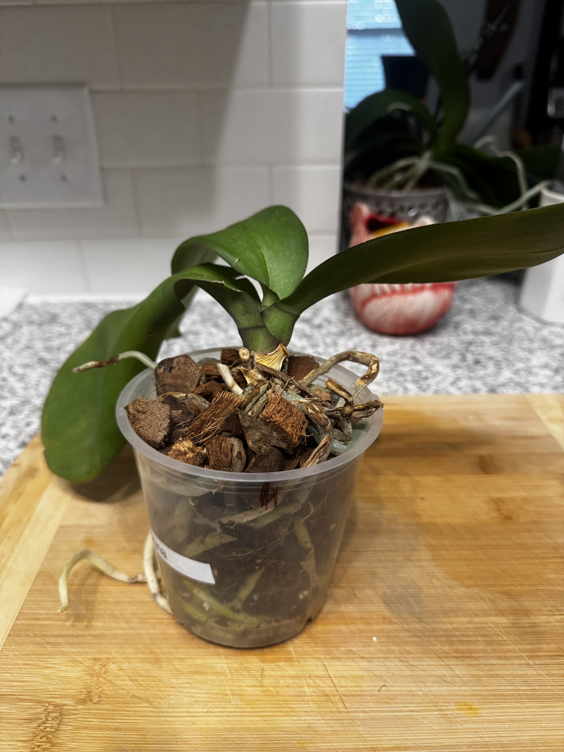 Lady Madonna — 2026-08-09 — Weekly Update