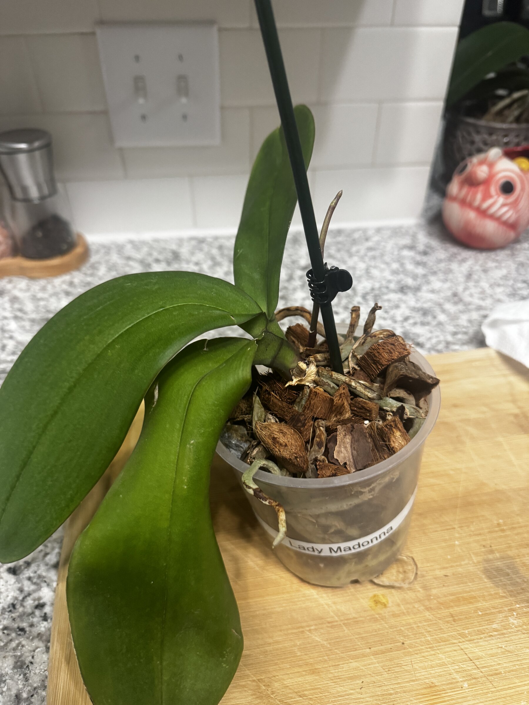 Lady Madonna — 2026-09-07 — Weekly Update