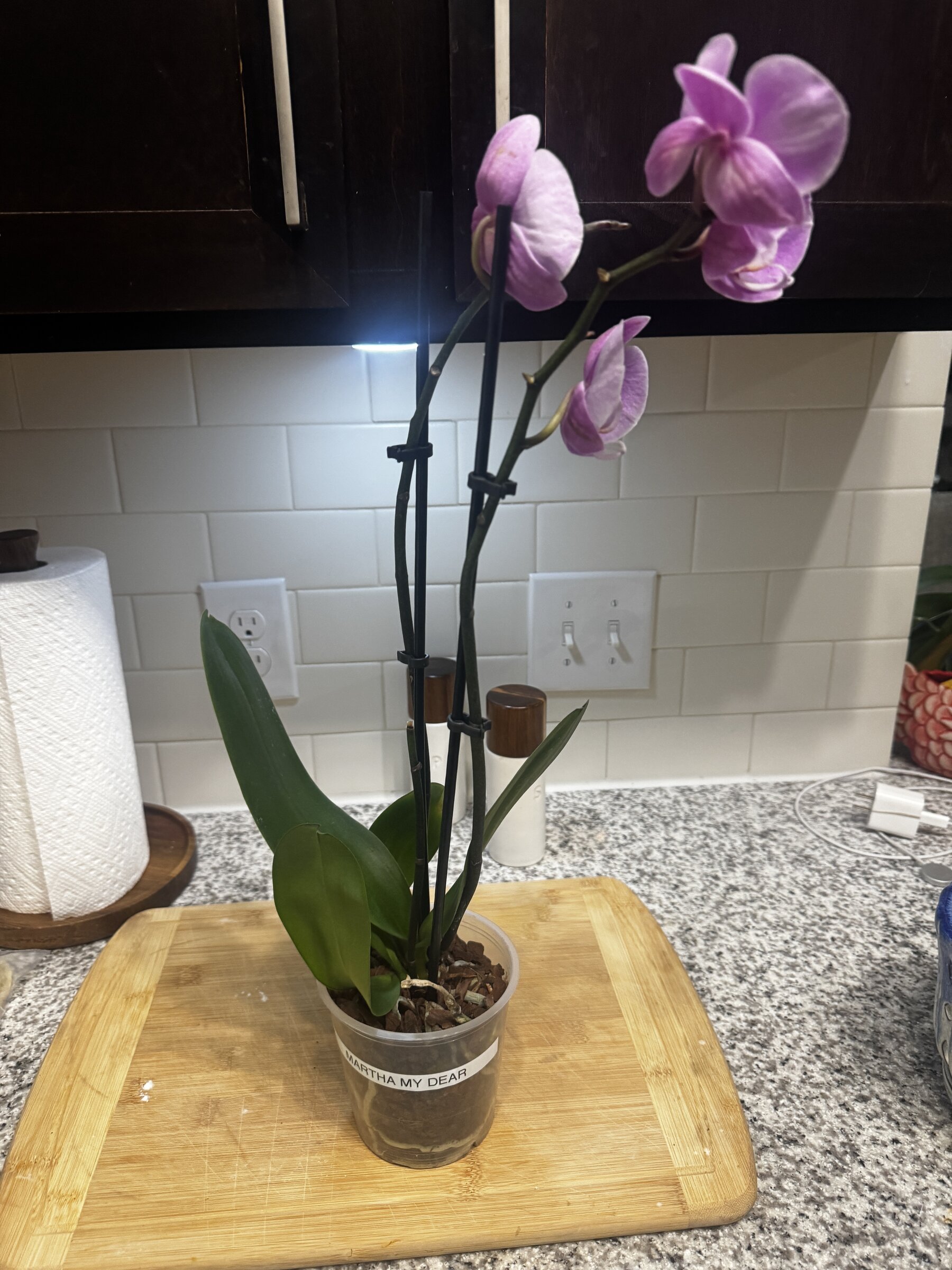 Martha My Dear orchid
