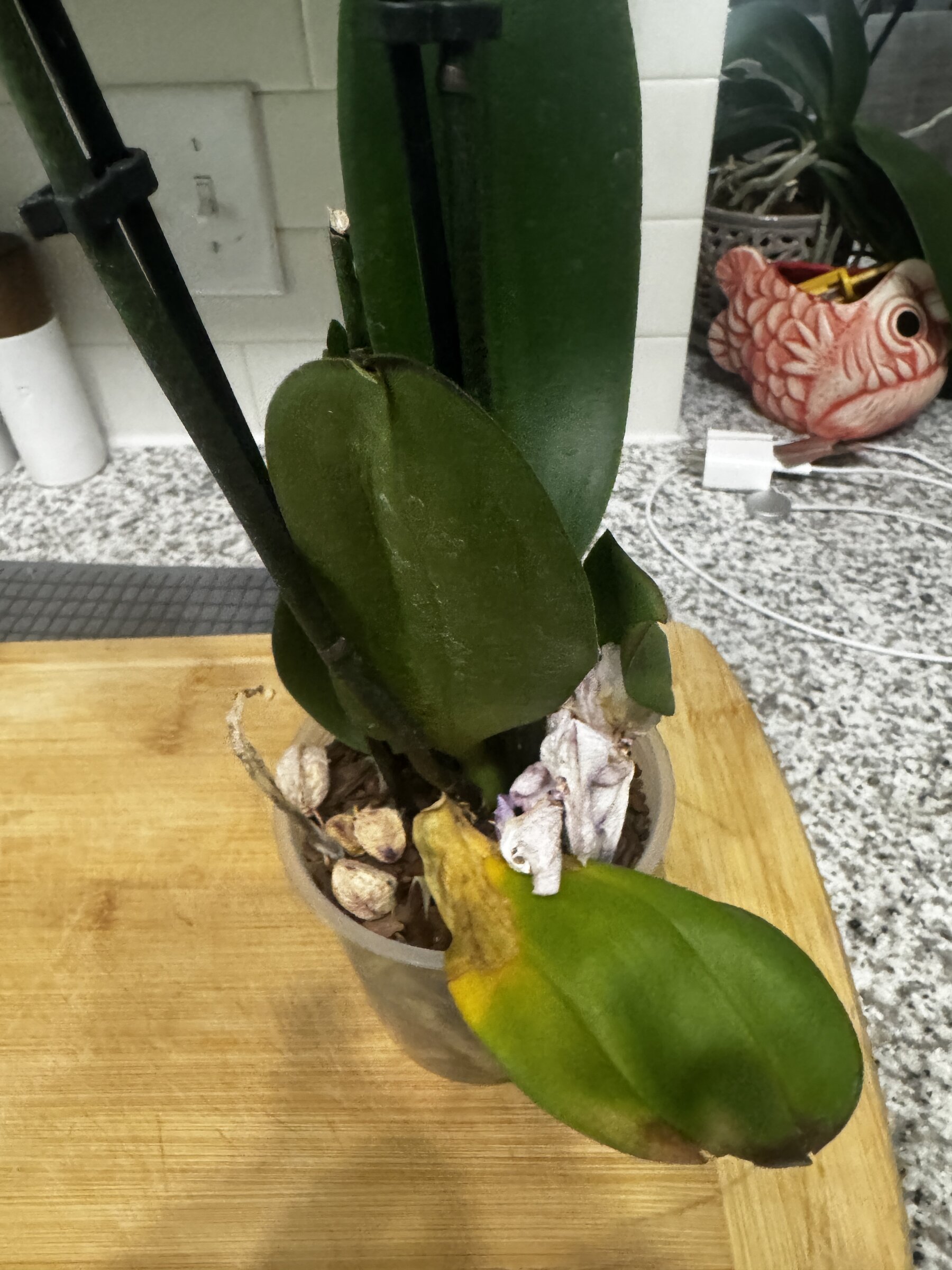 Martha My Dear — 2026-07-19 — Oldest Leaf Aging
