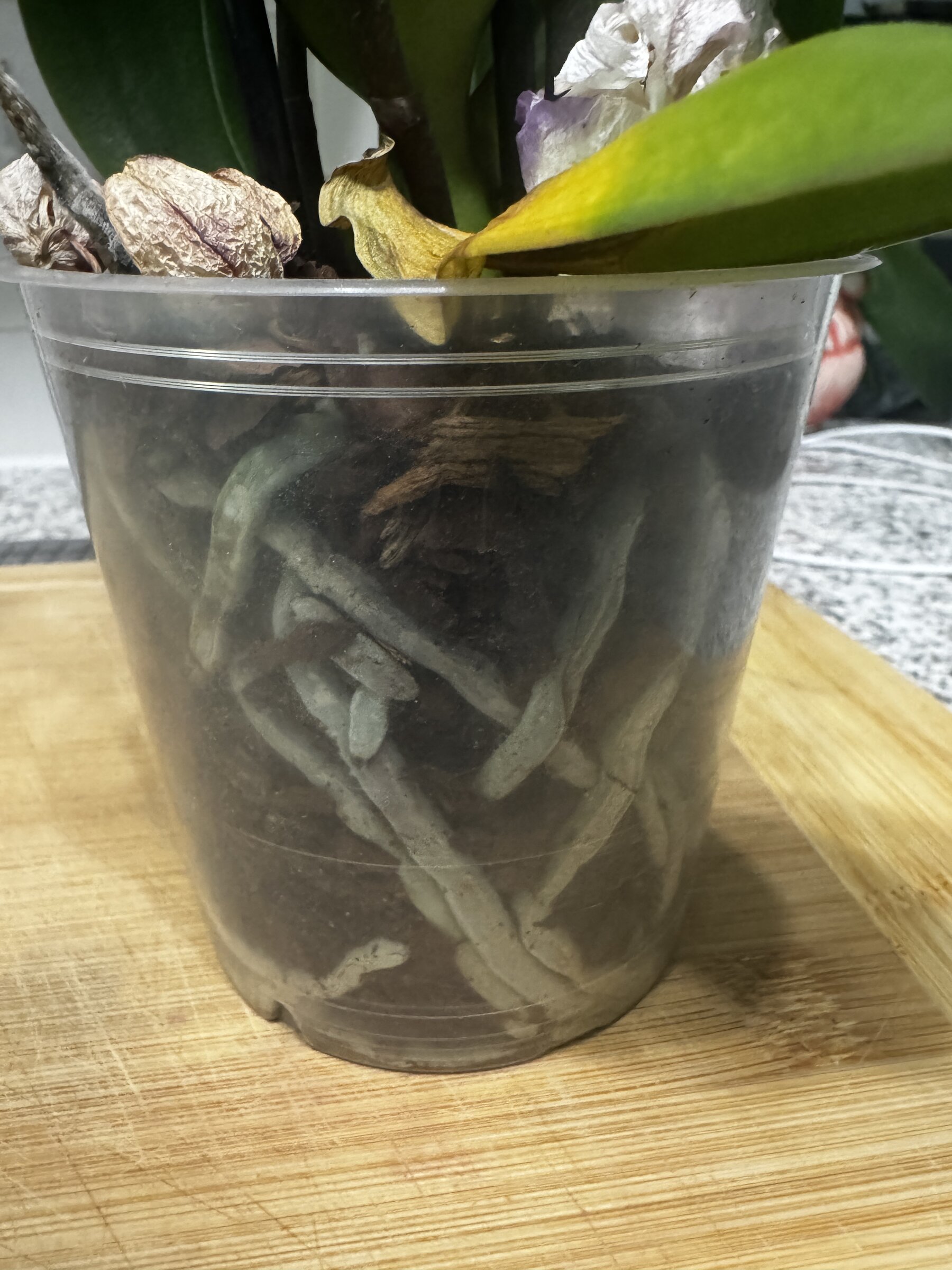 Martha My Dear — 2026-07-19 — Root Check