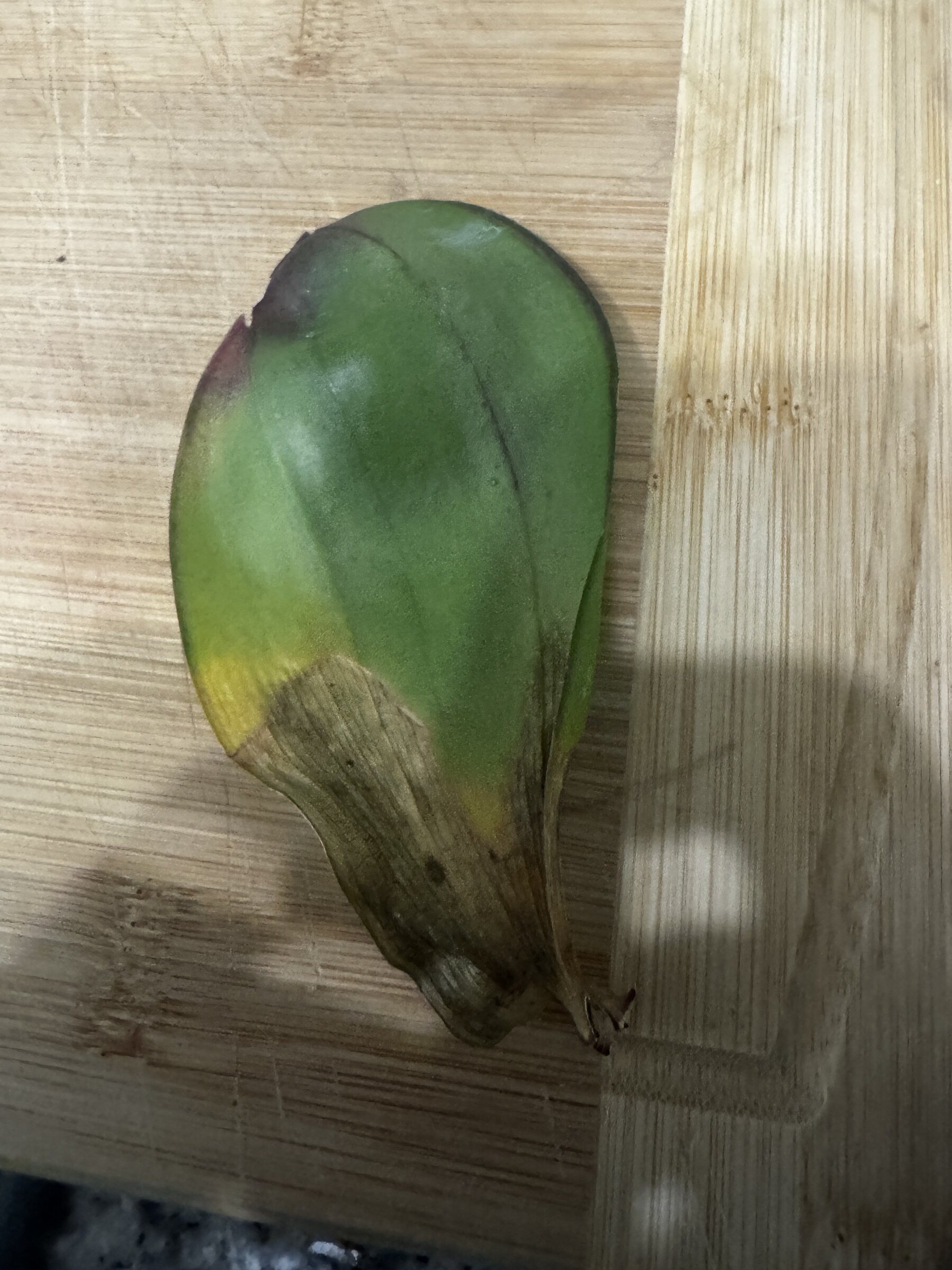 Martha My Dear — 2026-07-19 — Oldest Leaf Shed