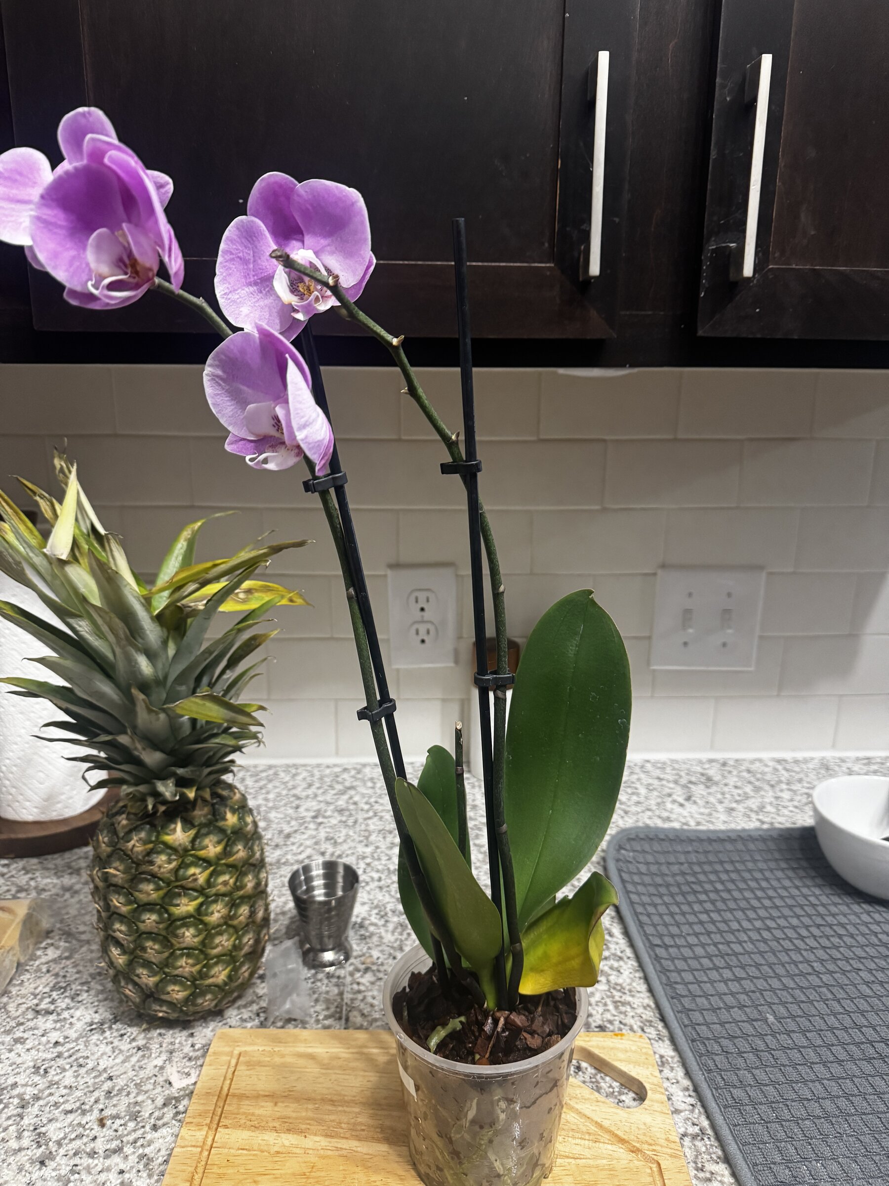 Martha My Dear — 2026-08-01 — Weekly Update