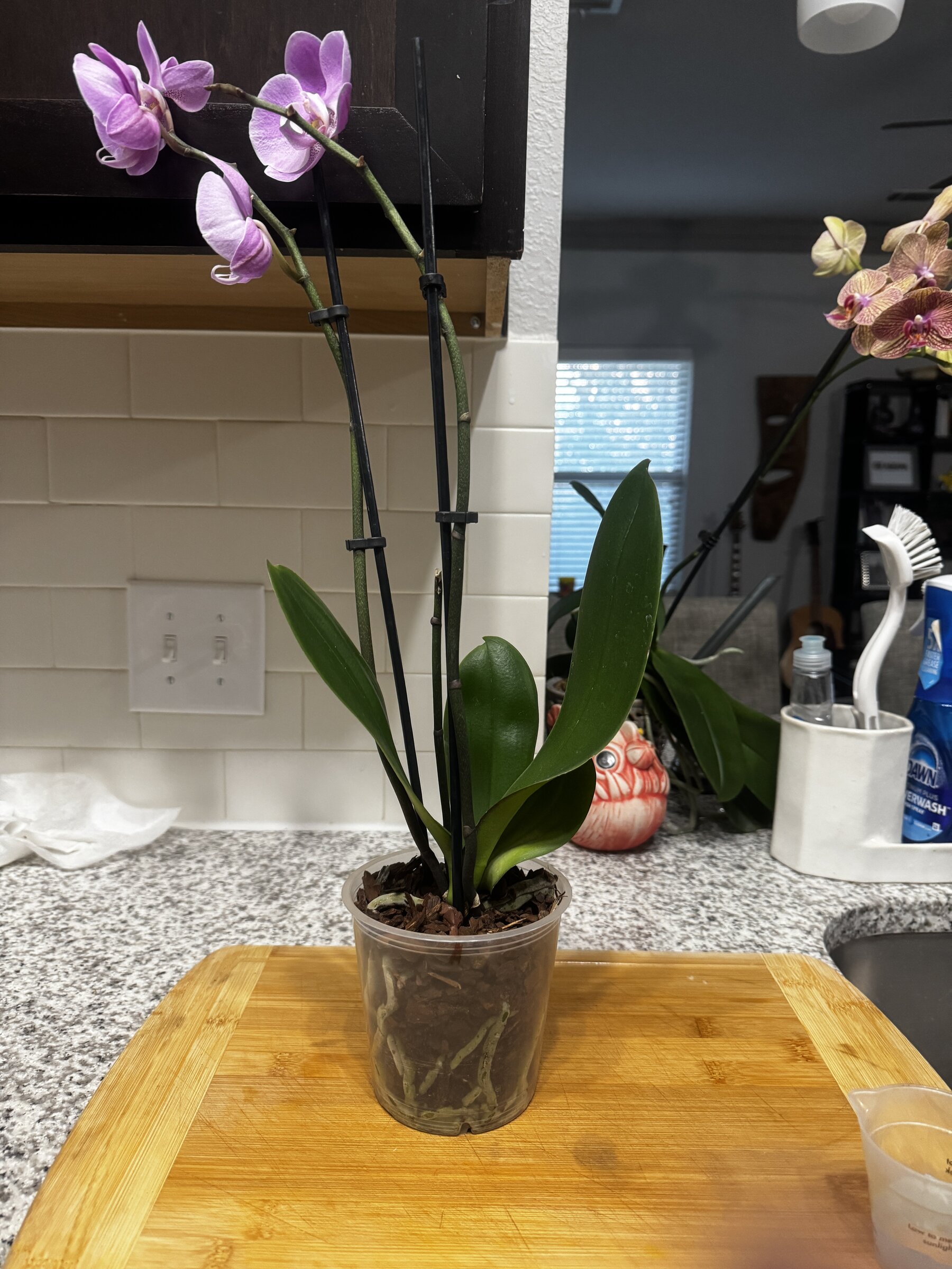 Martha My Dear — 2026-08-09 — Weekly Update