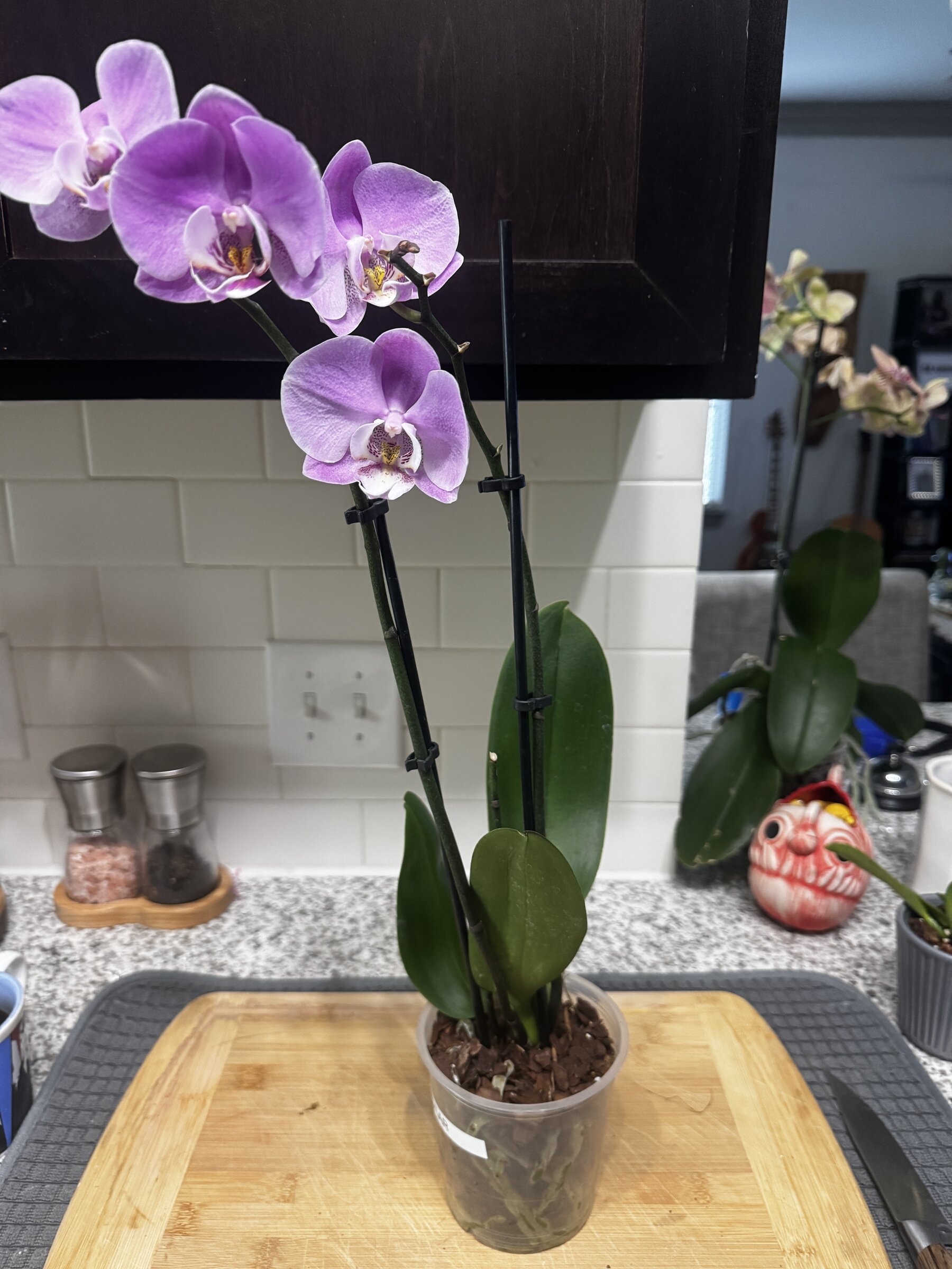 Martha My Dear — 2026-08-23 — Weekly Update