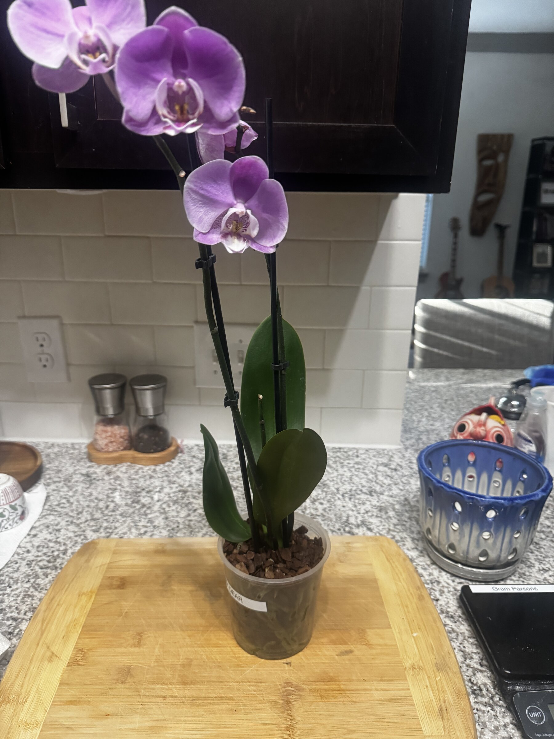 Martha My Dear — 2026-08-30 — Weekly Update