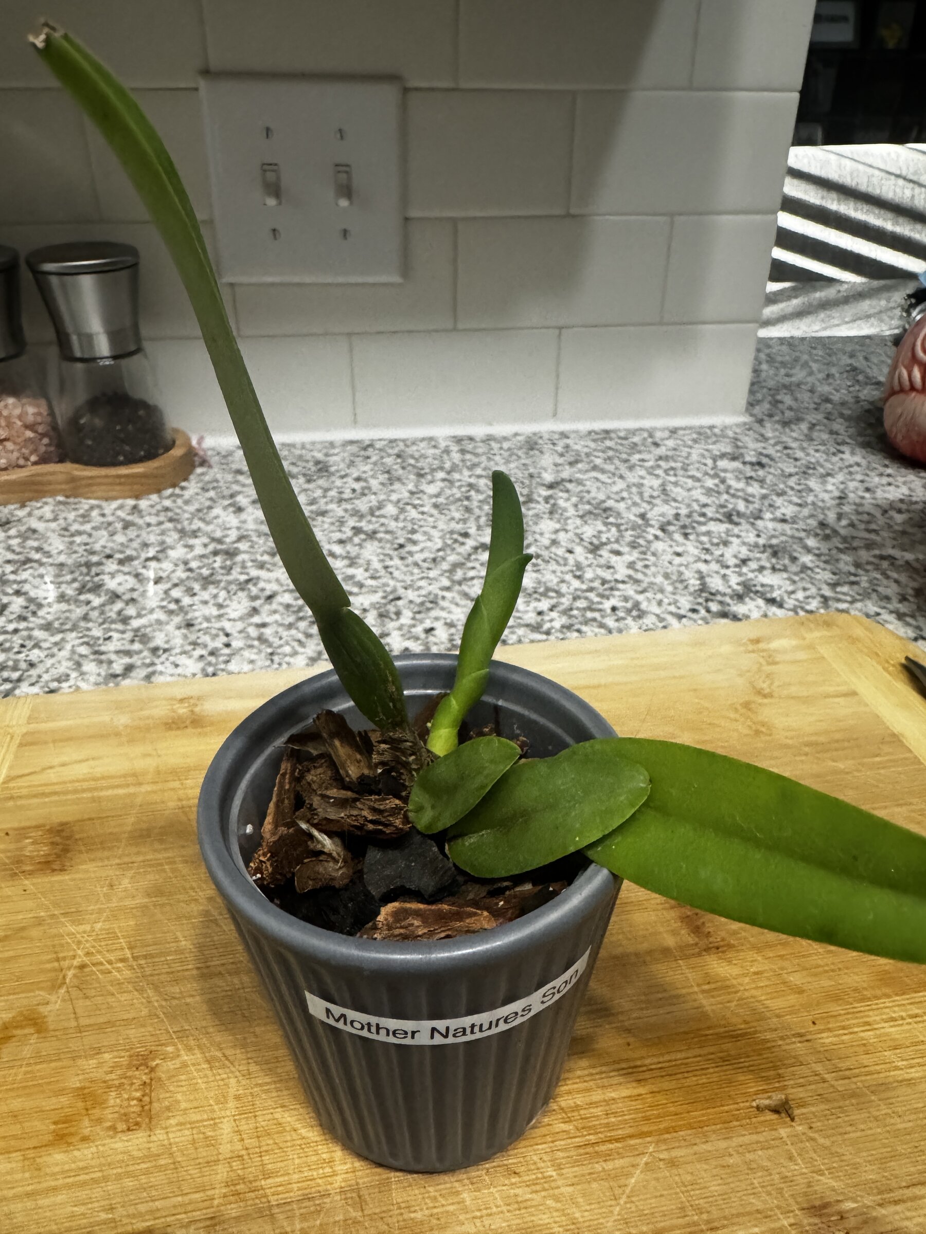 Mother Nature's Son orchid