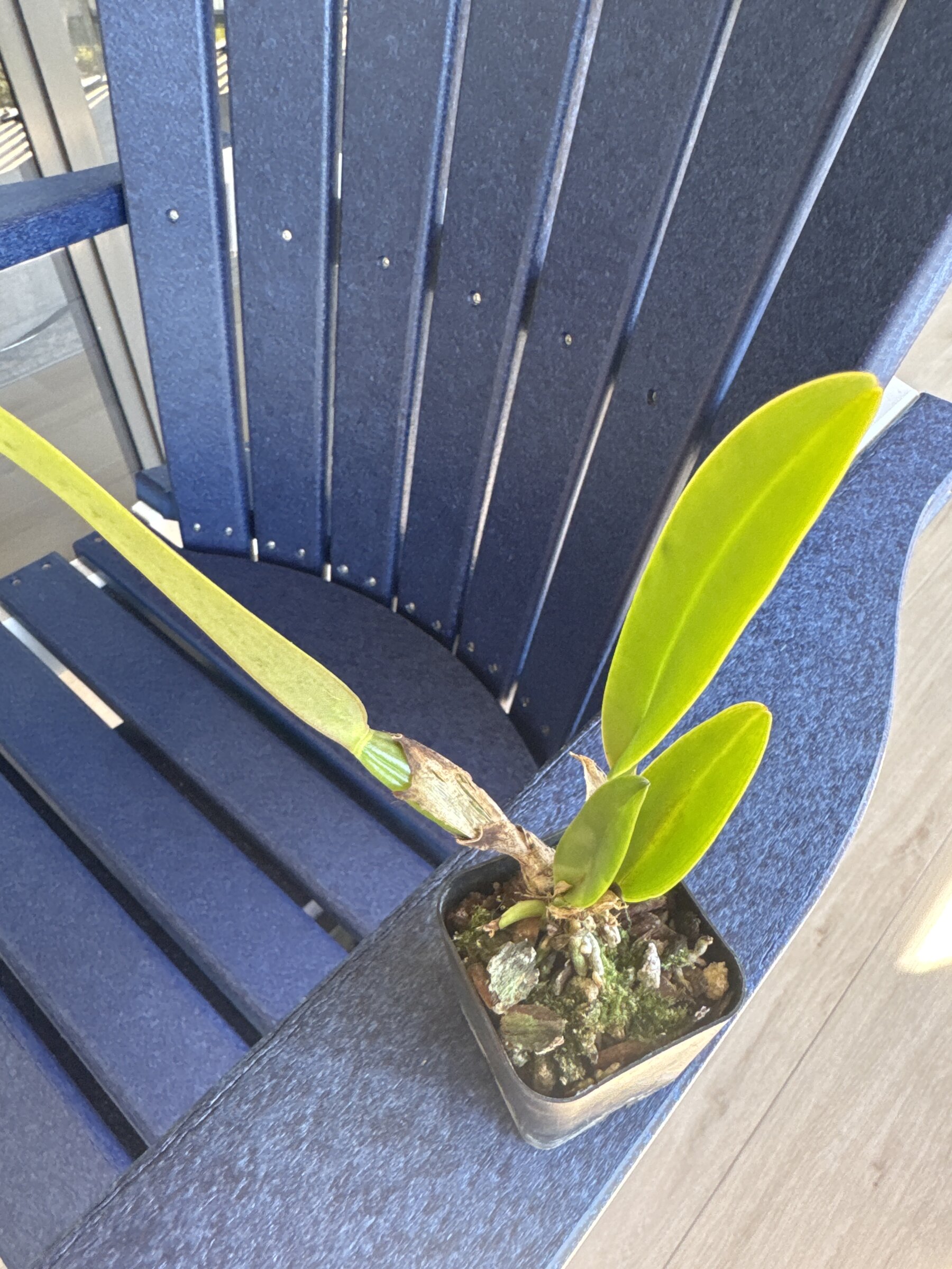 Mother Nature’s Son — 2026-02-11 — Early Check