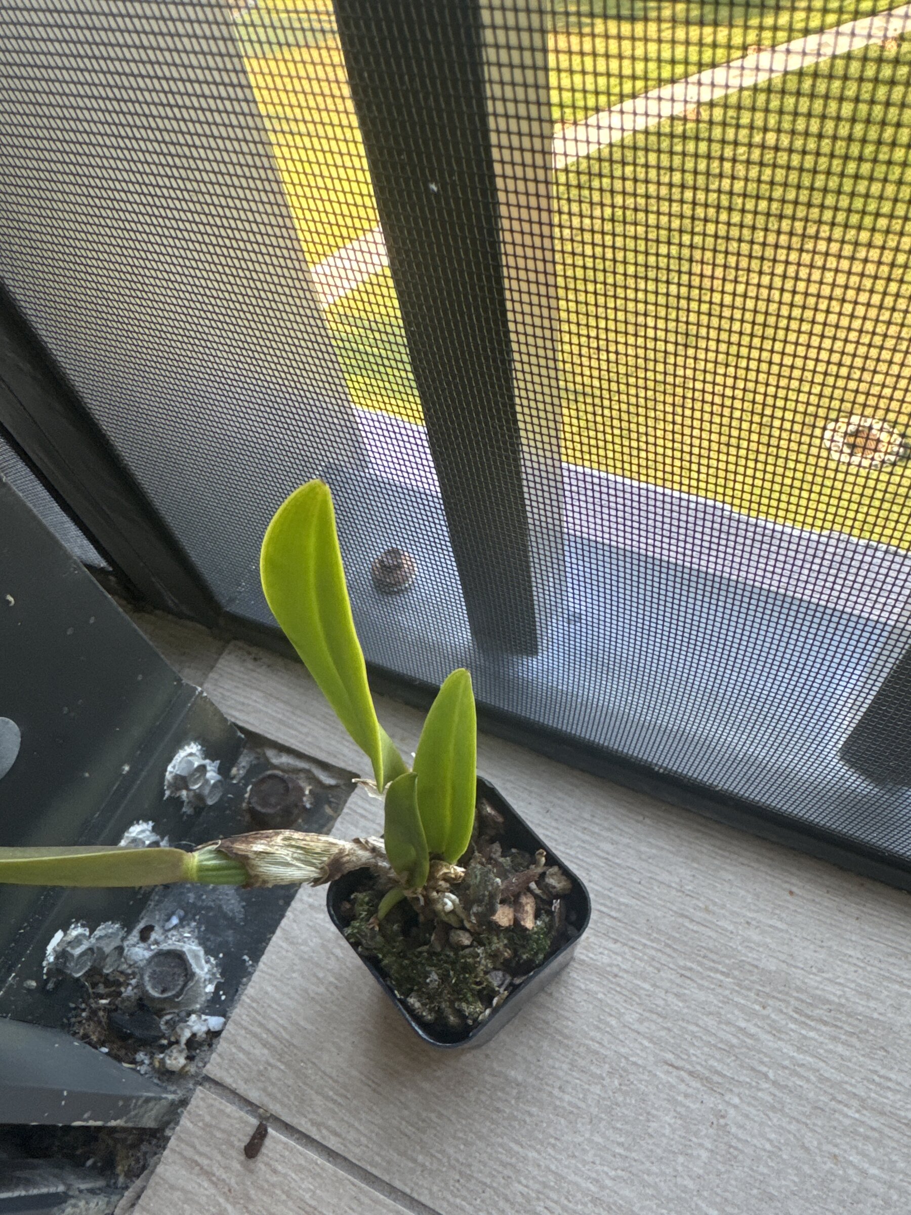 Mother Nature’s Son — 2026-02-19 — Top-Heavy in the Nursery Pot