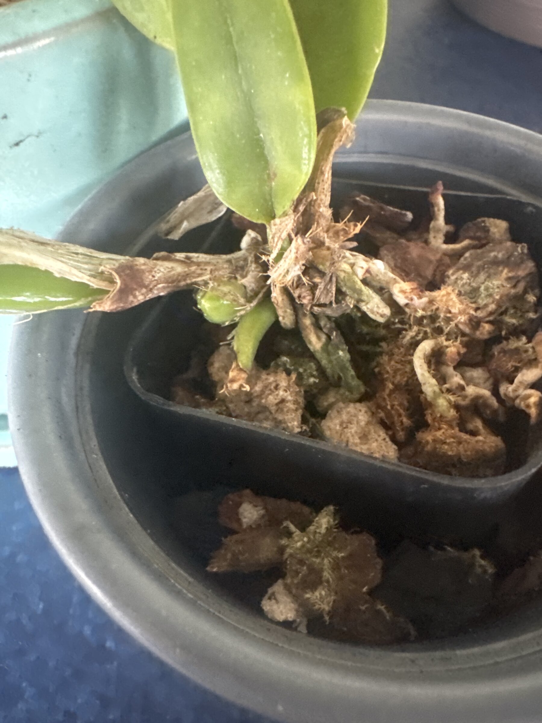Mother Nature’s Son — 2026-03-23 — New Basal Growth Identified